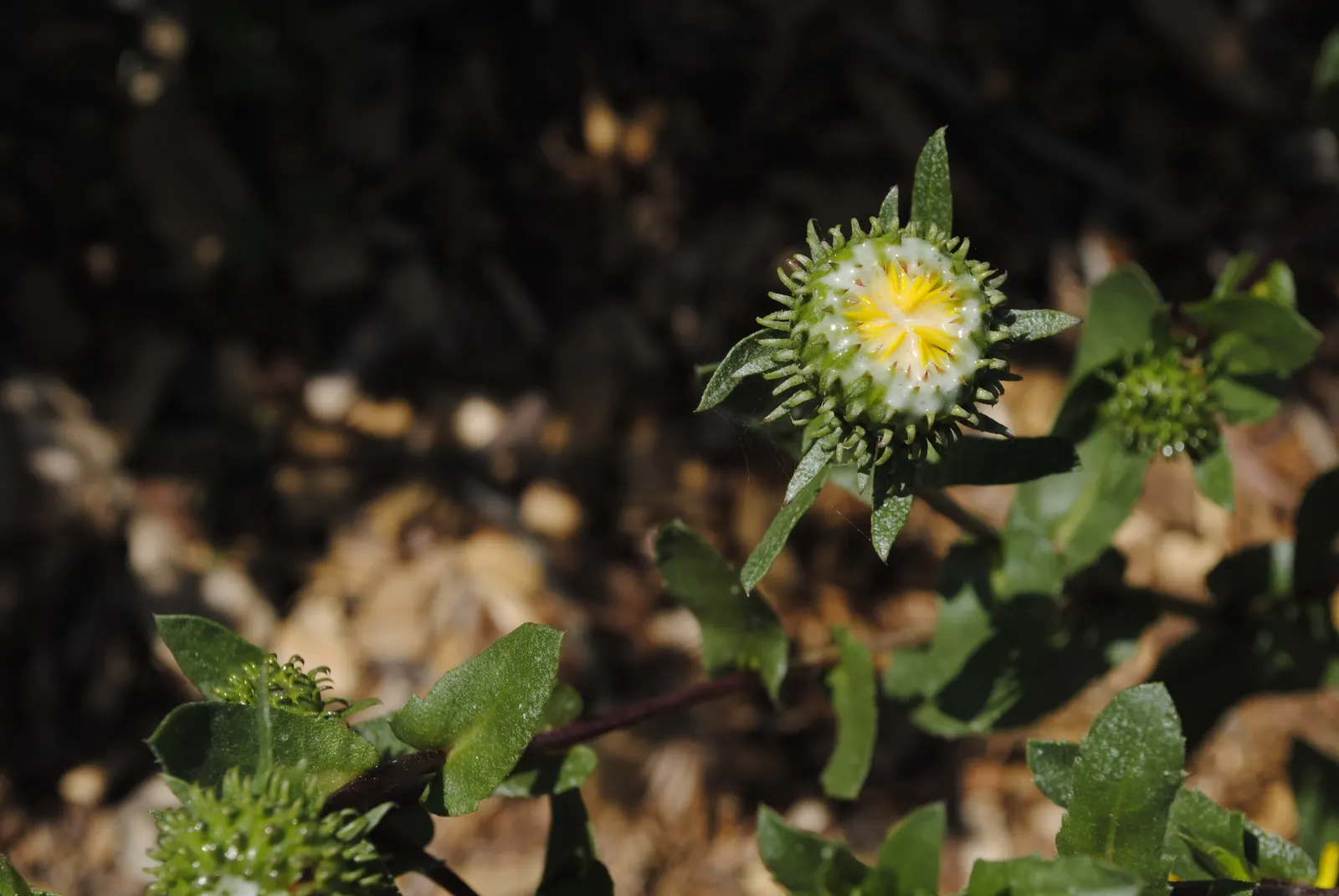 Coastal Gumweed (Grindelia stricta) — Grindelia stricta bursts forth in a show of bright yellow