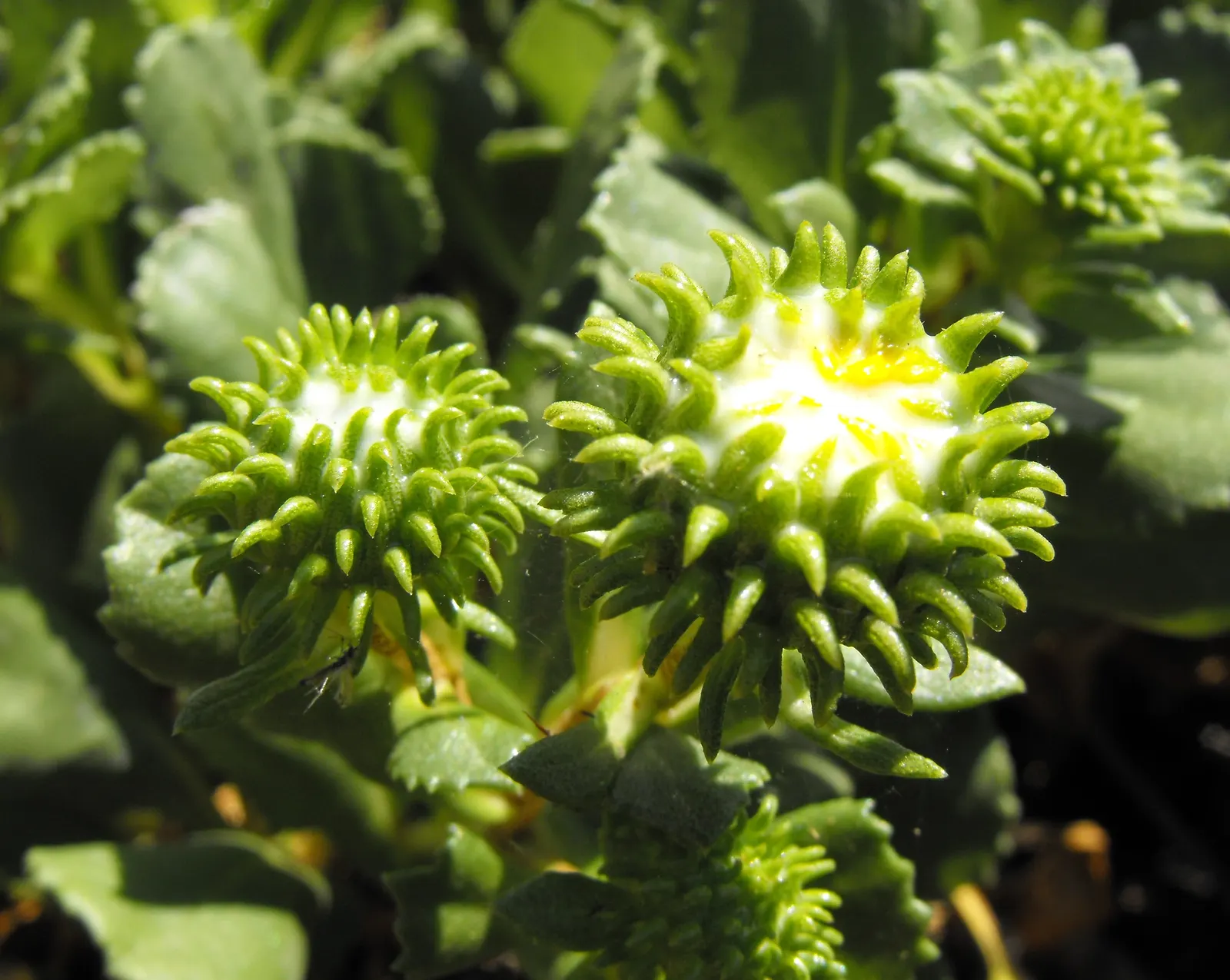 Coastal Gumweed (Grindelia stricta) — yellow flowers in the garden