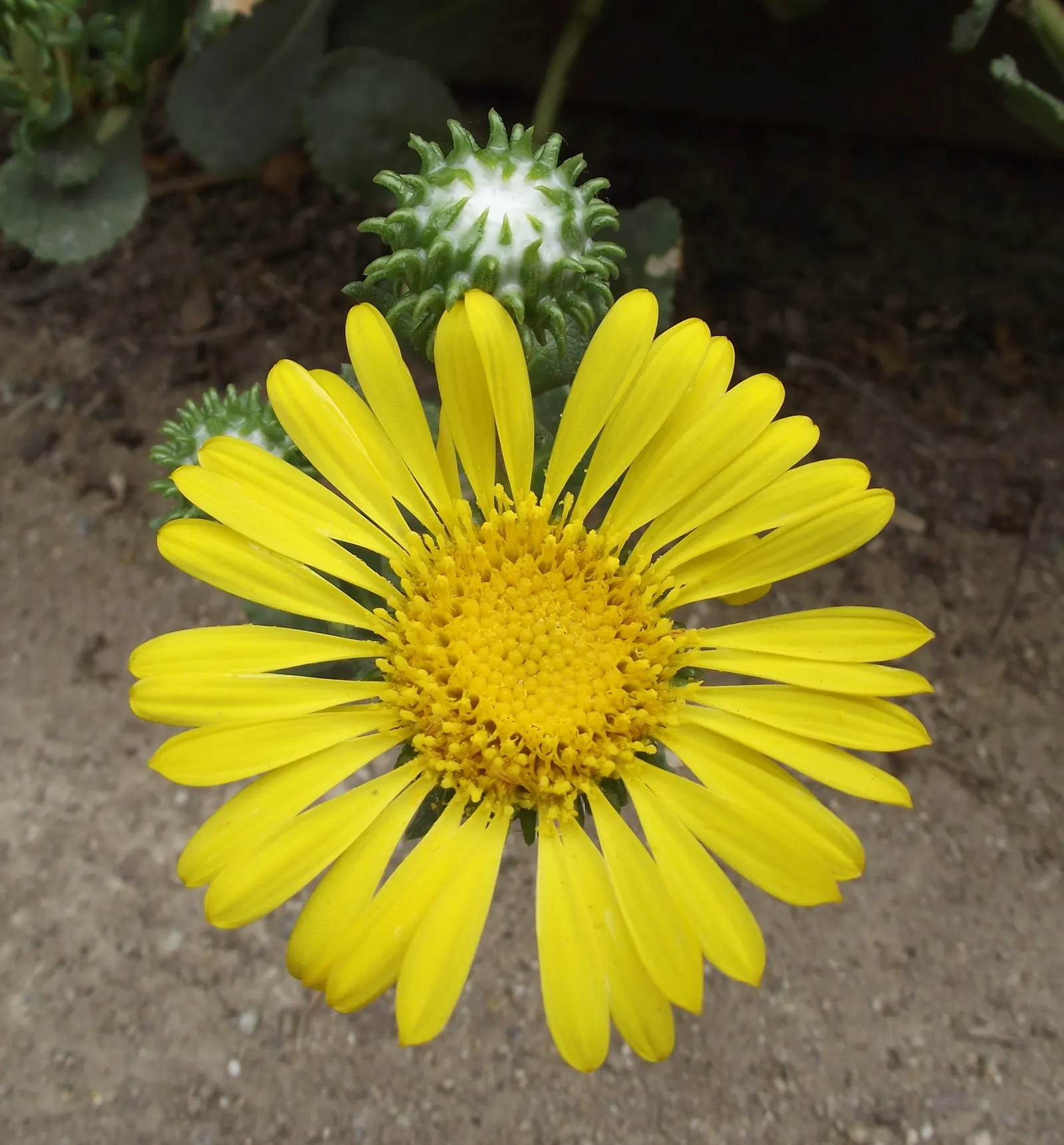 Coastal Gumweed (Grindelia stricta) — particularly beneficial insects; scientifically termed Grindelia stricta