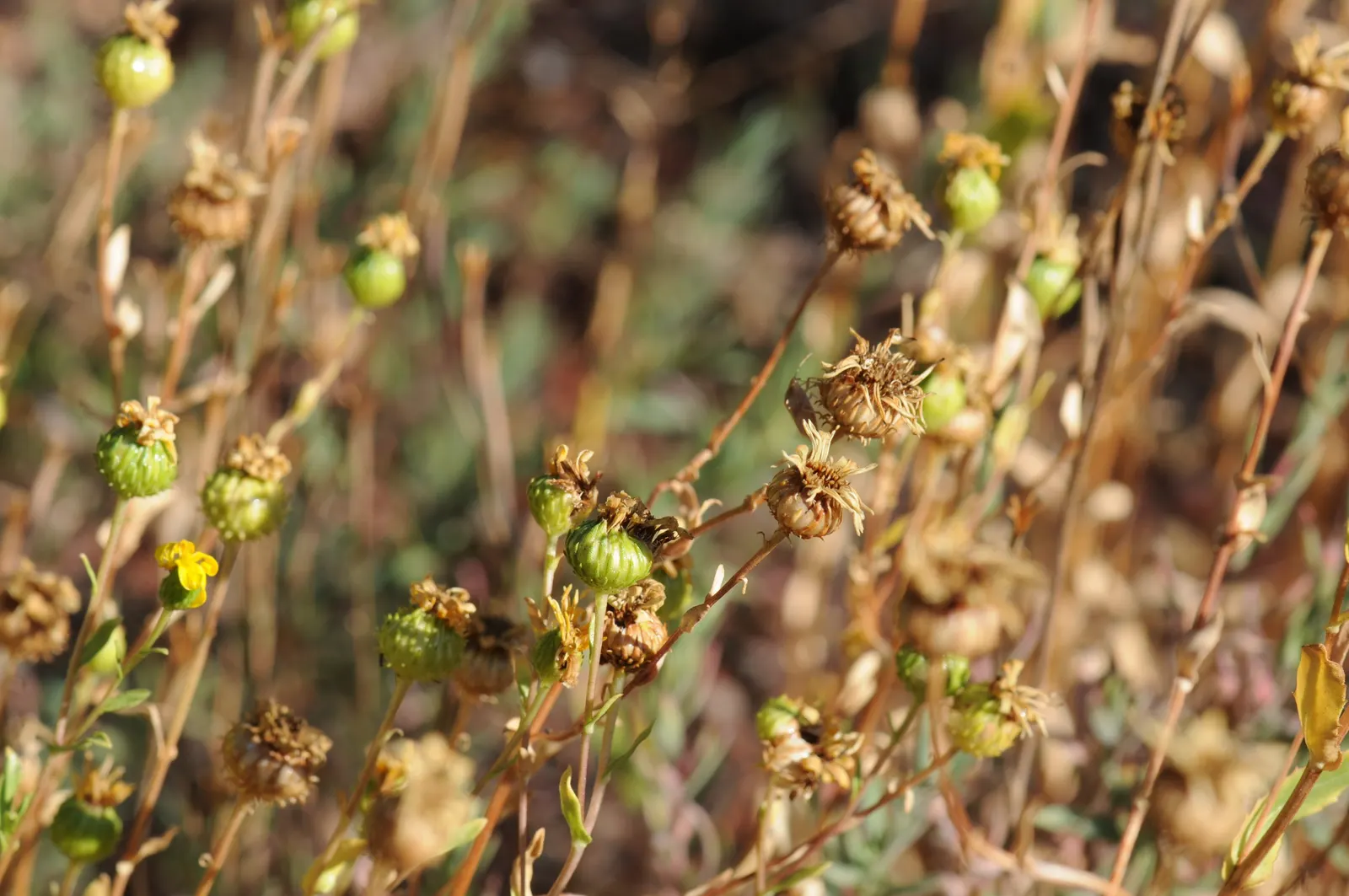 Coastal Gumweed (Grindelia stricta) — particularly thriving in USDA hardiness zones 7-10; a member of the Asteraceae family