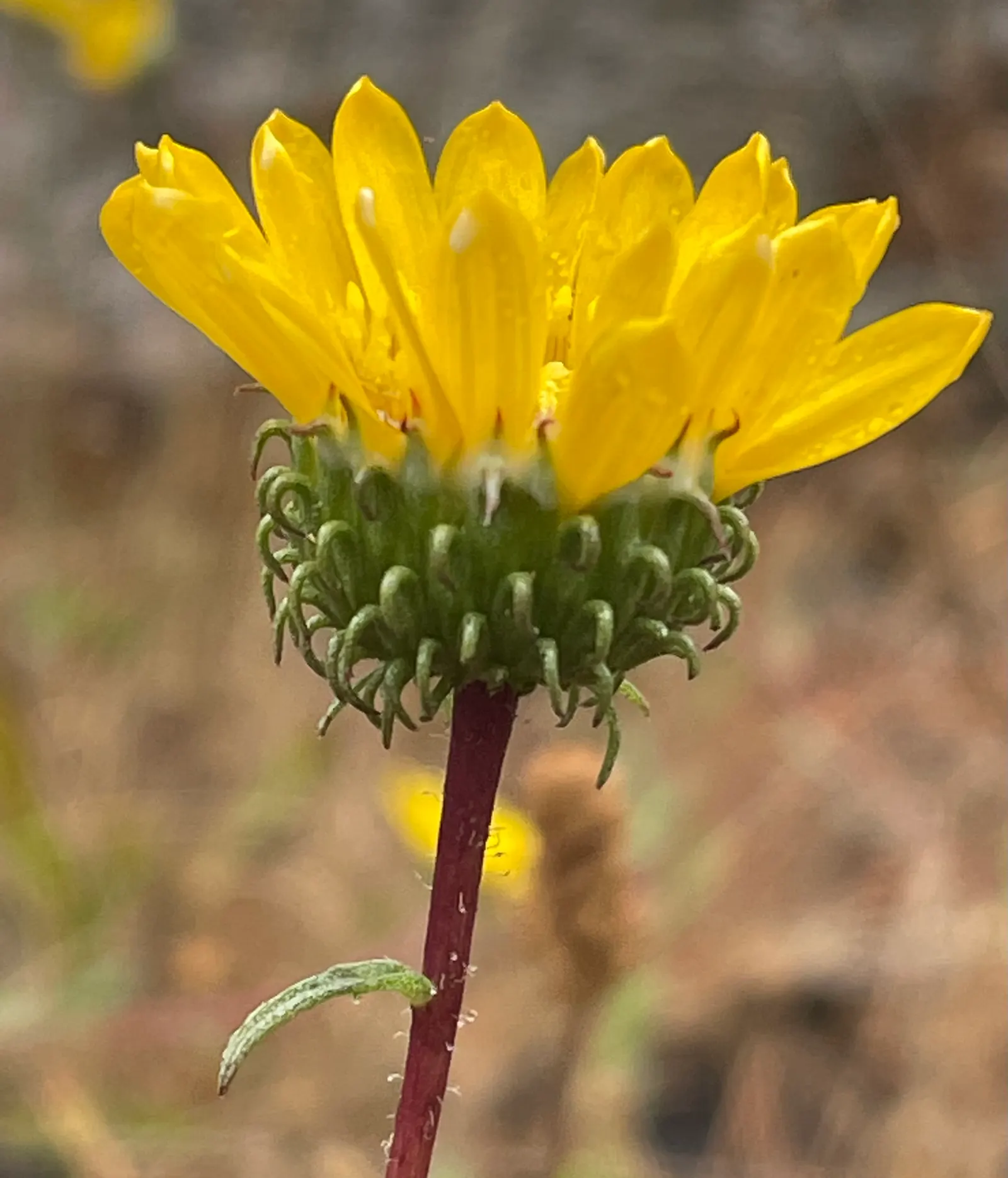 Coastal Gumweed (Grindelia stricta) — but mature specimens show a remarkable drought resistance