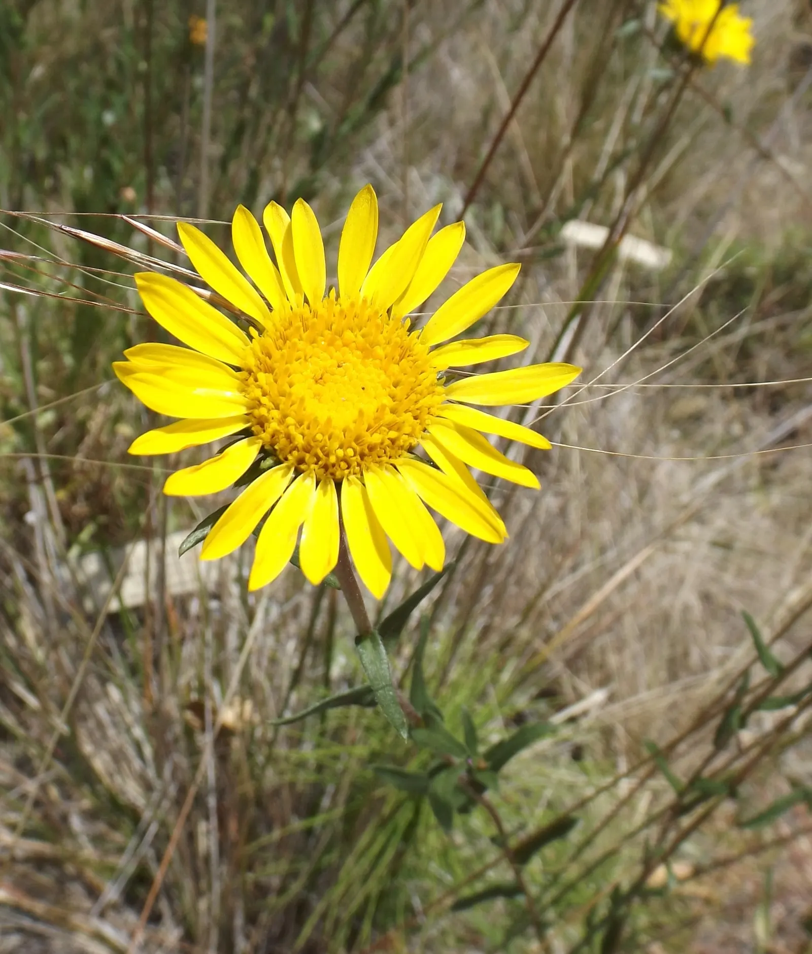 Coastal Gumweed (Grindelia stricta) — Coastal Gumweed (Grindelia stricta) is a resilient perennial herb that thrives in full sun and sandy soils, image 26