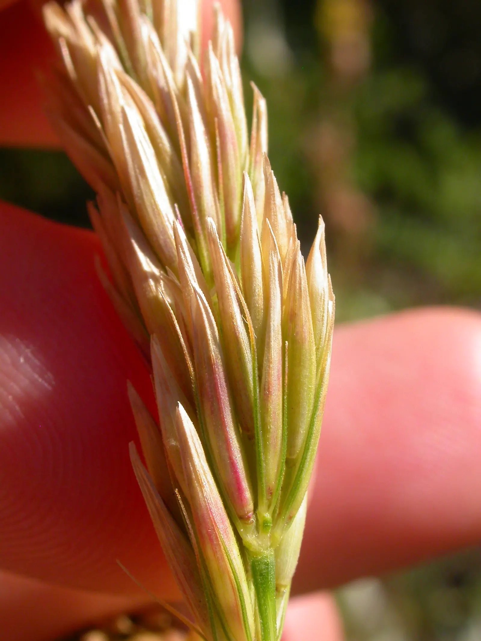 Great Basin Wild Rye (Leymus Cinereus) — Great Basin Wild Rye thrives across a spectrum of environmental conditions