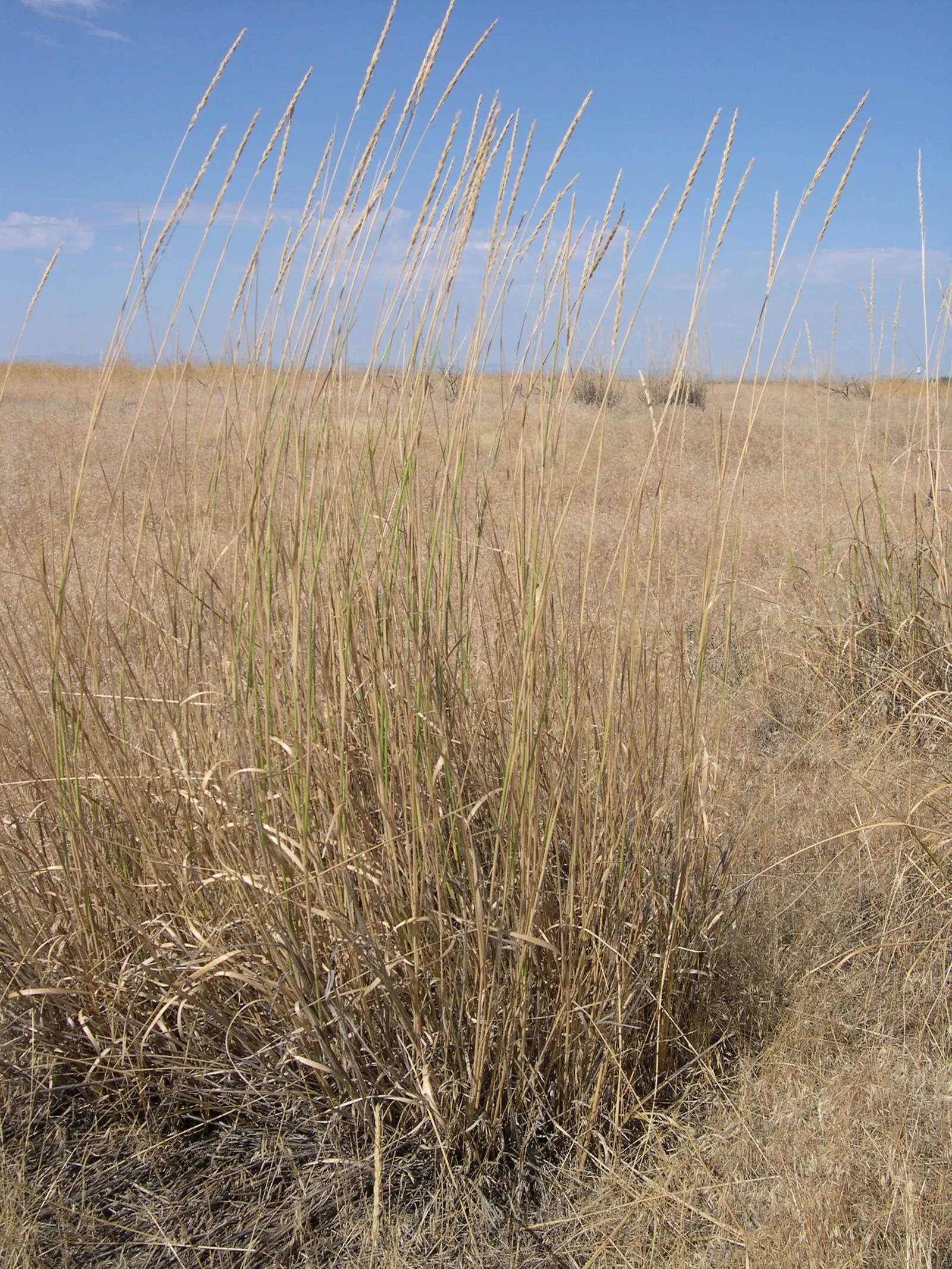 Great Basin Wild Rye (Leymus Cinereus) — Leymus cinereus, or Great Basin Wild Rye, is a robust perennial grass thriving in USDA zones 4-9; its tall flower