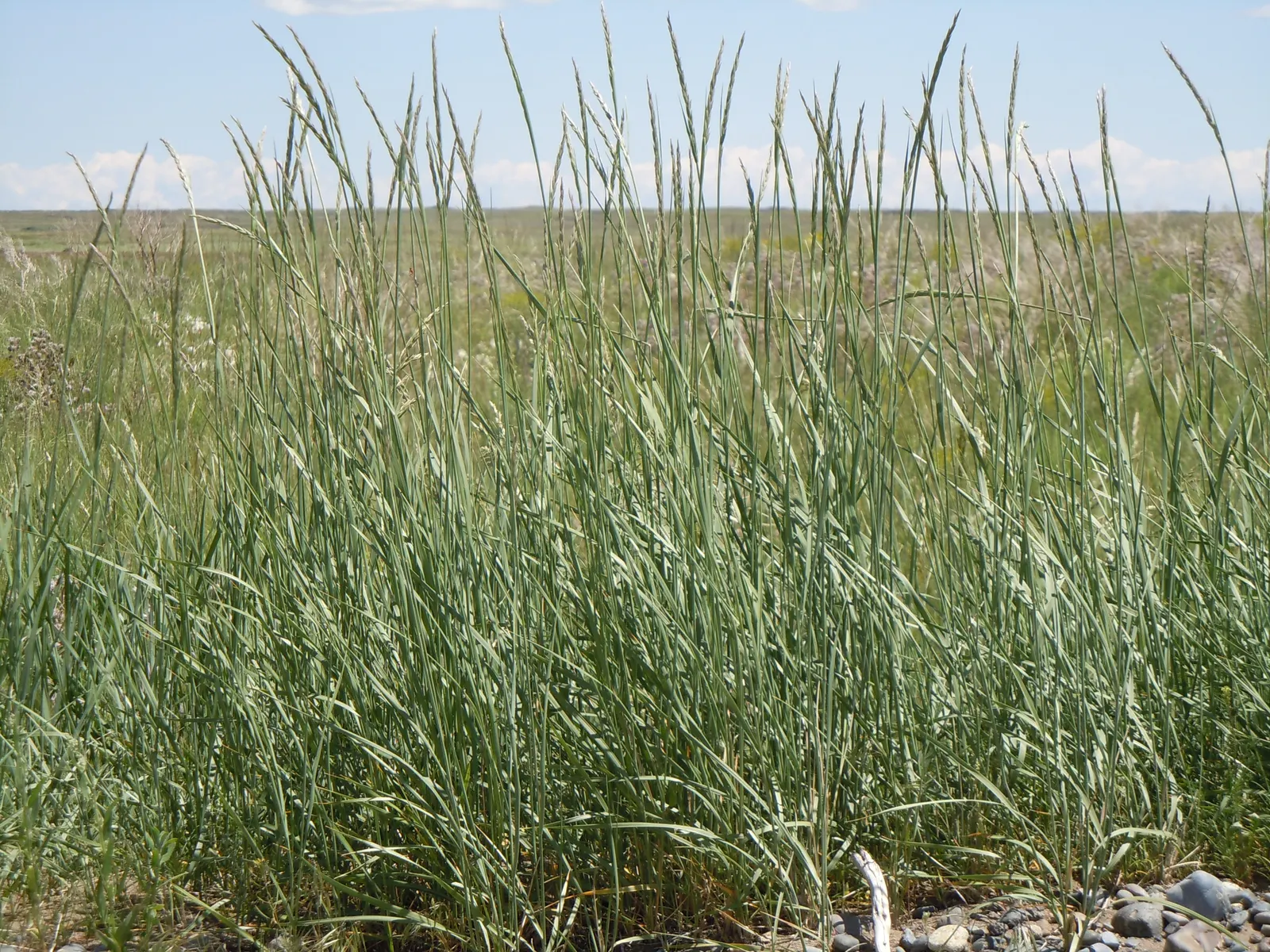 Great Basin Wild Rye (Leymus Cinereus) — Its resiliency and low upkeep requirements make it an excellent choice for adding texture