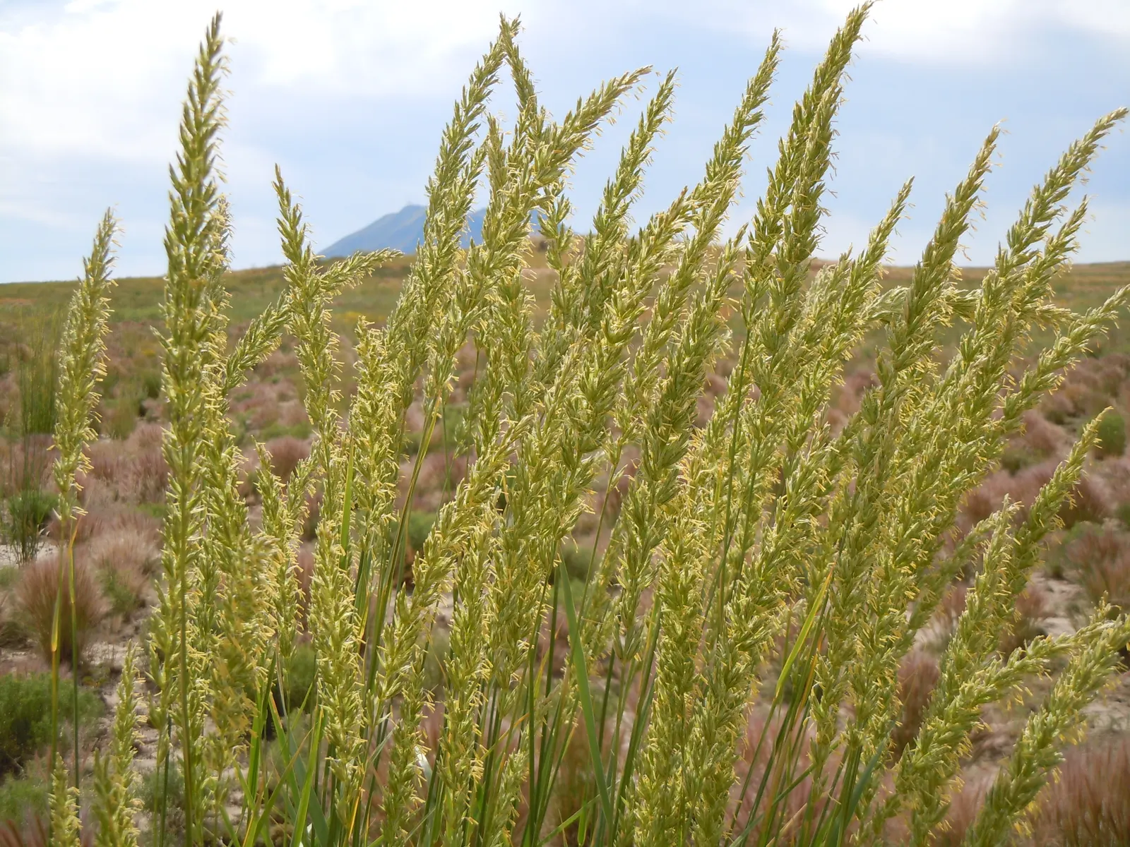 Great Basin Wild Rye (Leymus Cinereus) — blue-green foliage and feathery; drought-resistant, it provides habitat for wildlife and erosion control, ideal for
