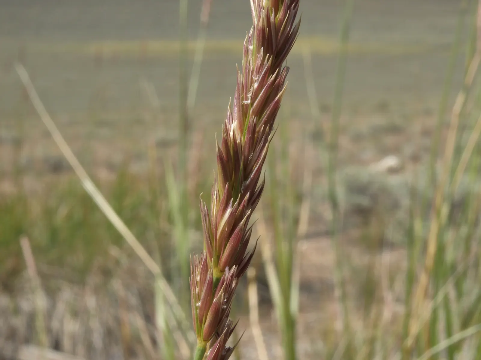 Great Basin Wild Rye (Leymus Cinereus) — Often reaching heights between 4 to 6 feet with a spread of 3 to 5 feet; which can extend up to 6 feet into the soil