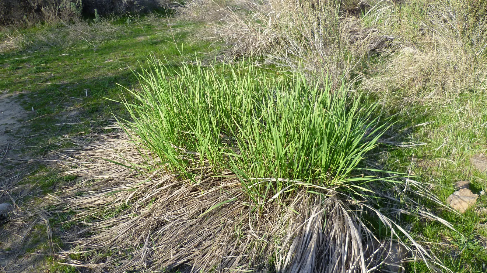 Great Basin Wild Rye (Leymus Cinereus) — significant for its adaptability and visual impact within a diverse range of landscape designs