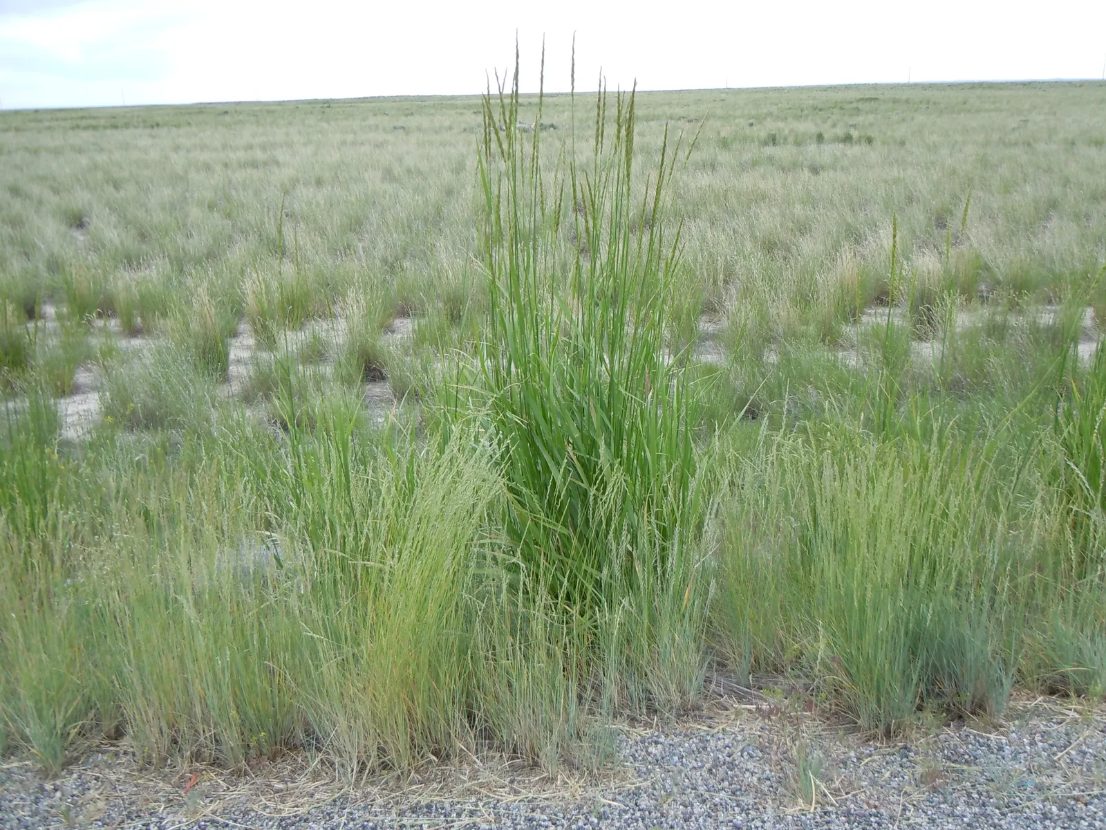 Great Basin Wild Rye (Leymus Cinereus) — Its tall flower spikes add texture to landscapes in late summer; it can reach 4-6 feet tall, with blue-green blades