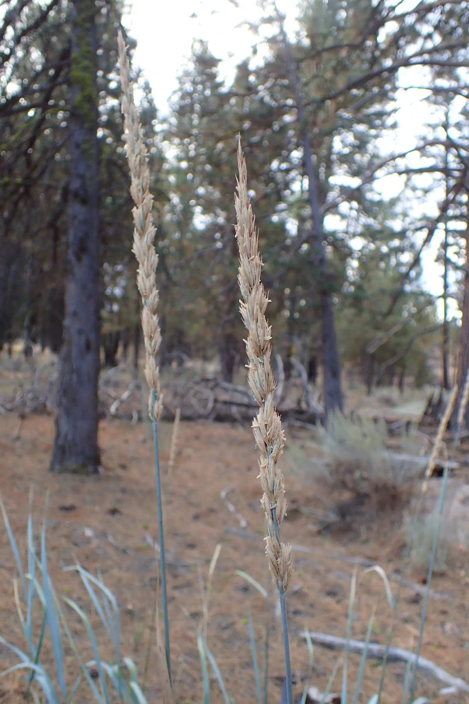 Great Basin Wild Rye (Leymus Cinereus) — It can reach 4-6 feet tall, with blue-green blades forming dense bunches; blue-green foliage and feathery