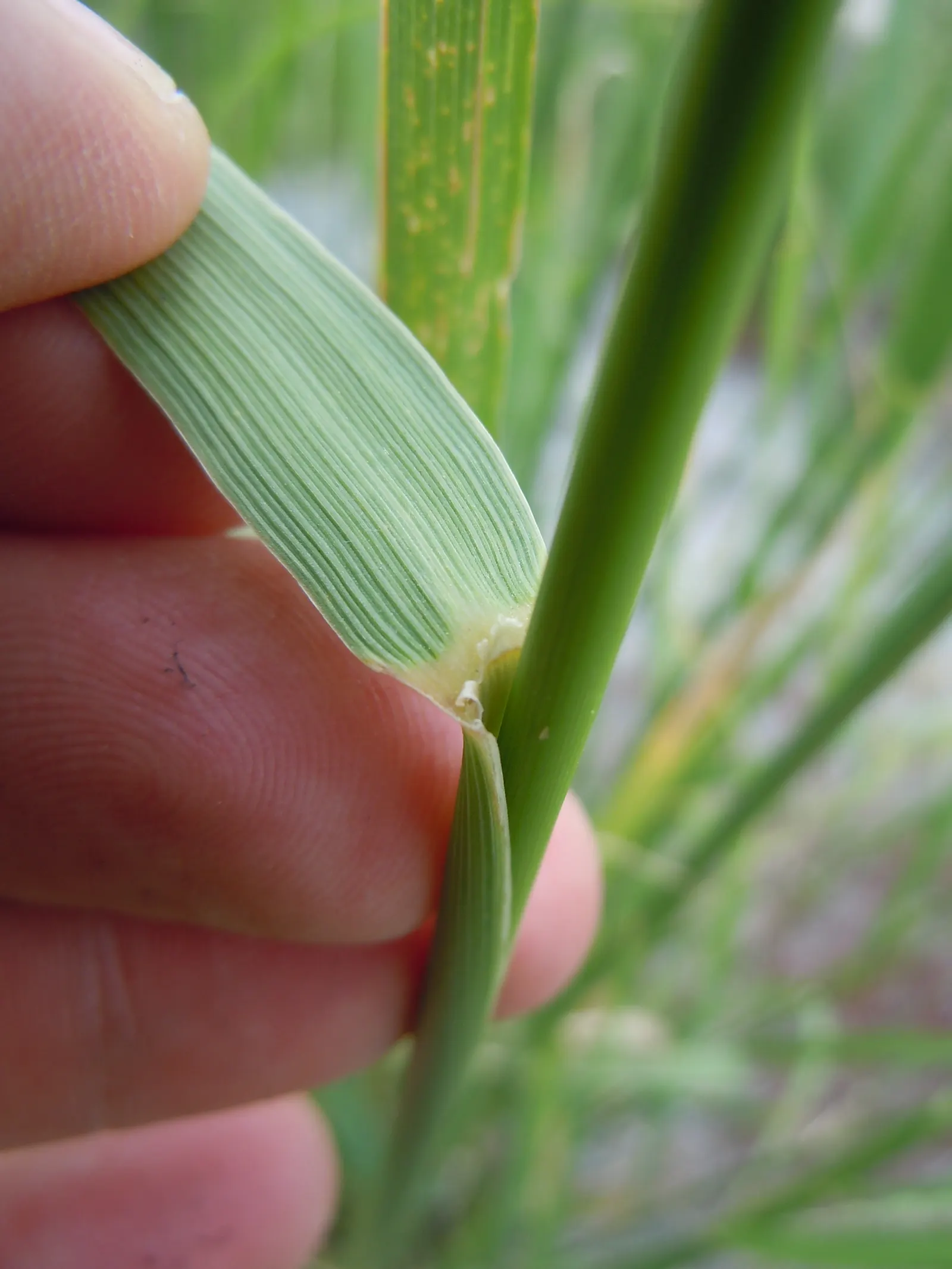 Great Basin Wild Rye (Leymus Cinereus) — offering an embodiment of sustainability for water-conscious landscapes.<br><br>When planting