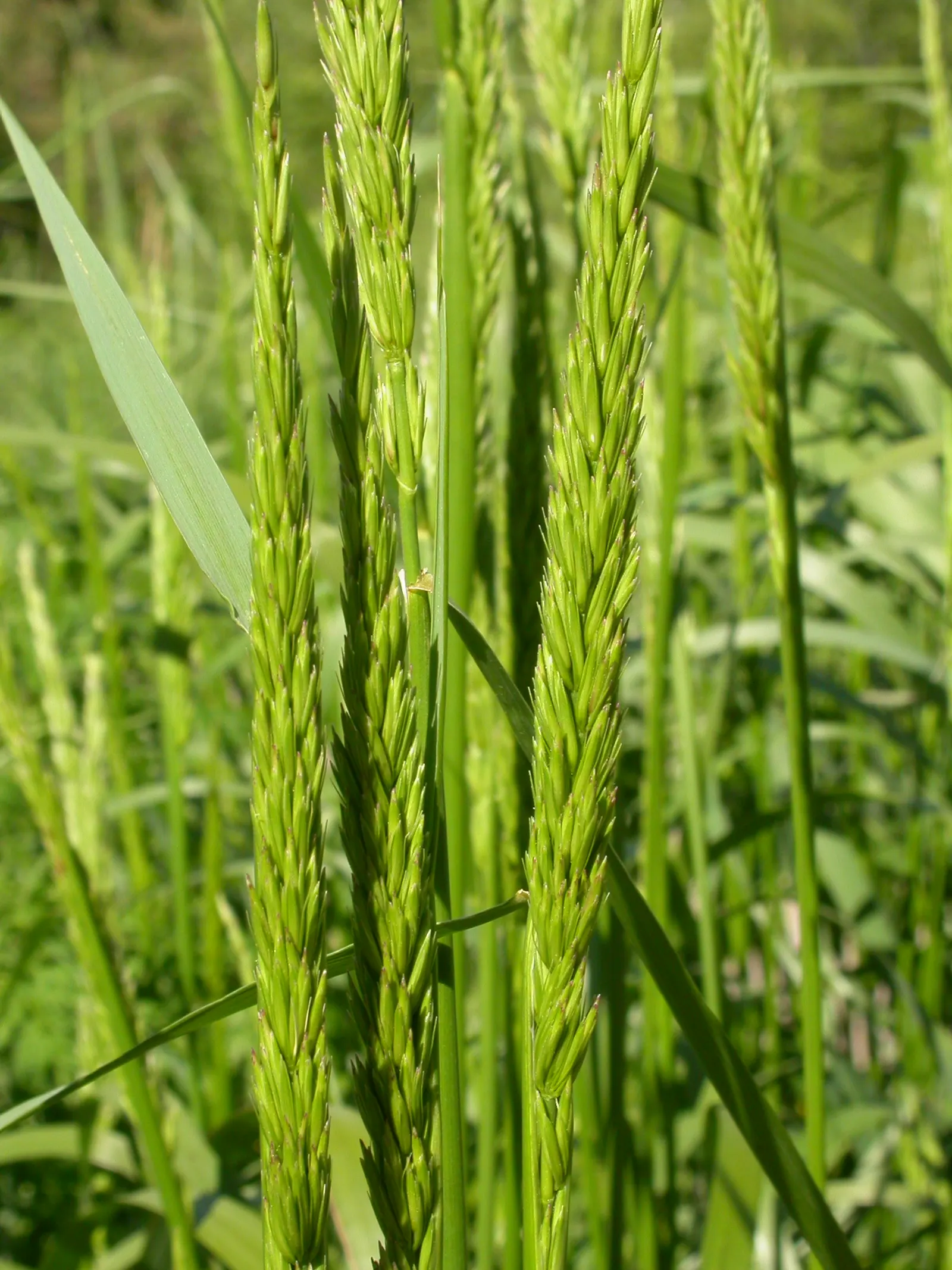 Great Basin Wild Rye (Leymus Cinereus) — white flowers in the garden