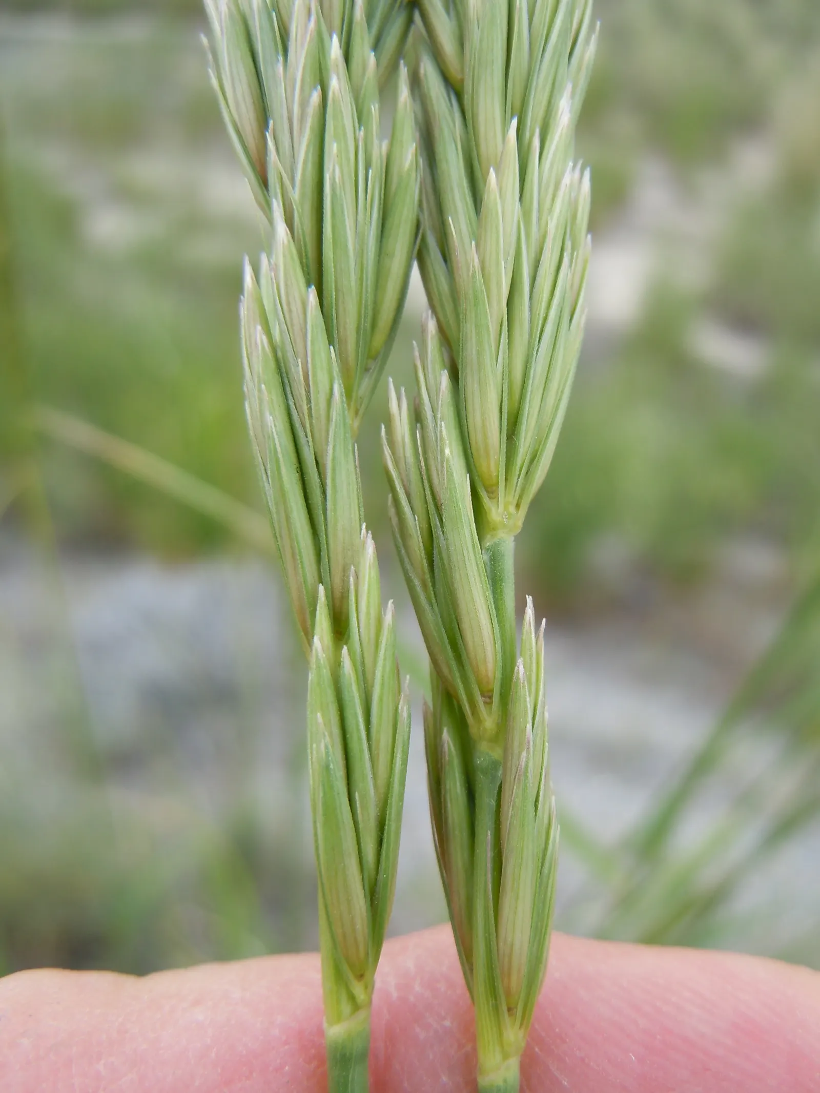 Great Basin Wild Rye (Leymus Cinereus) — It can reach 4-6 feet tall, with blue-green blades forming dense bunches