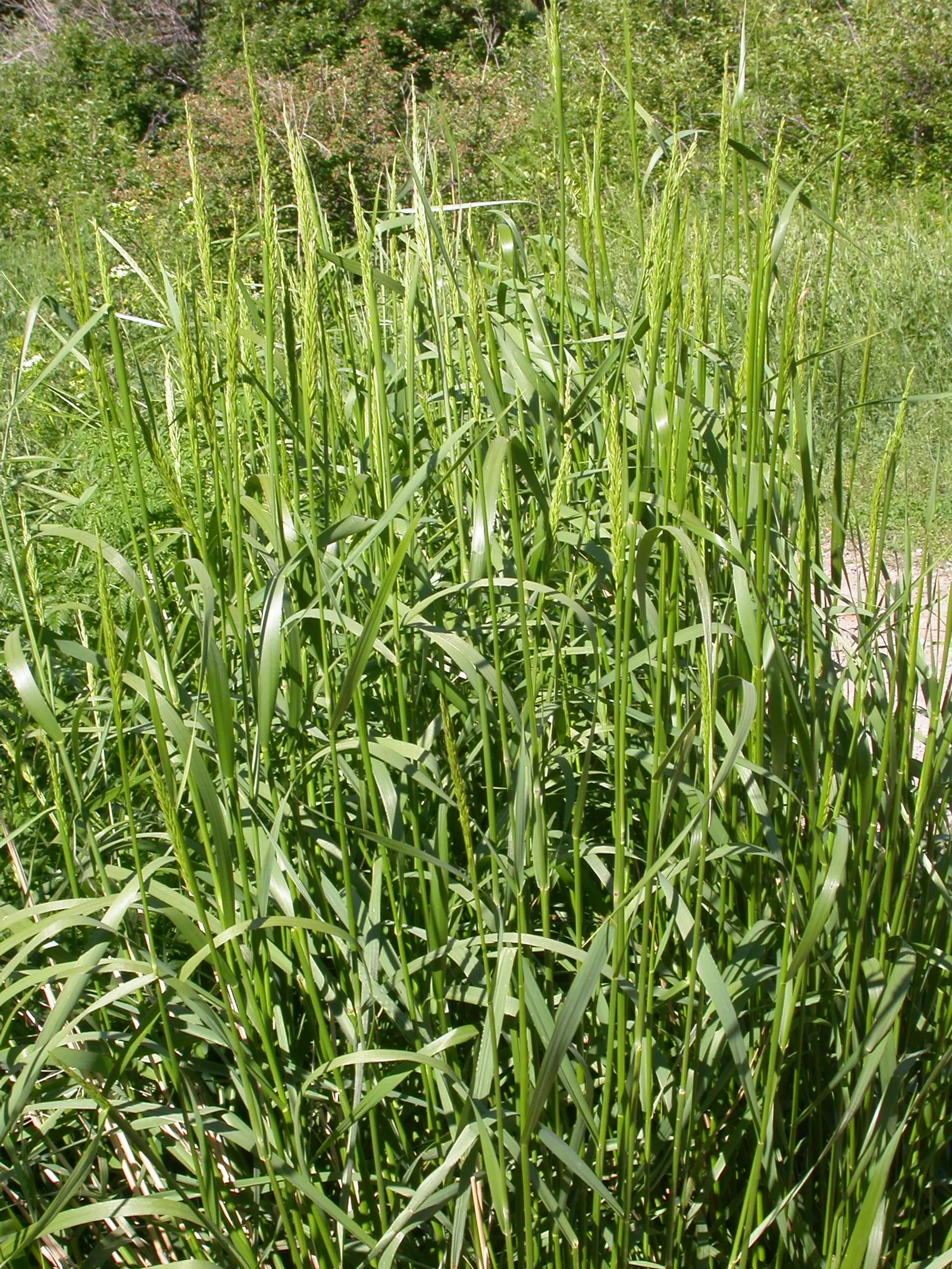 Great Basin Wild Rye (Leymus Cinereus) — Great Basin Wild Rye provides habitat and food for local wildlife