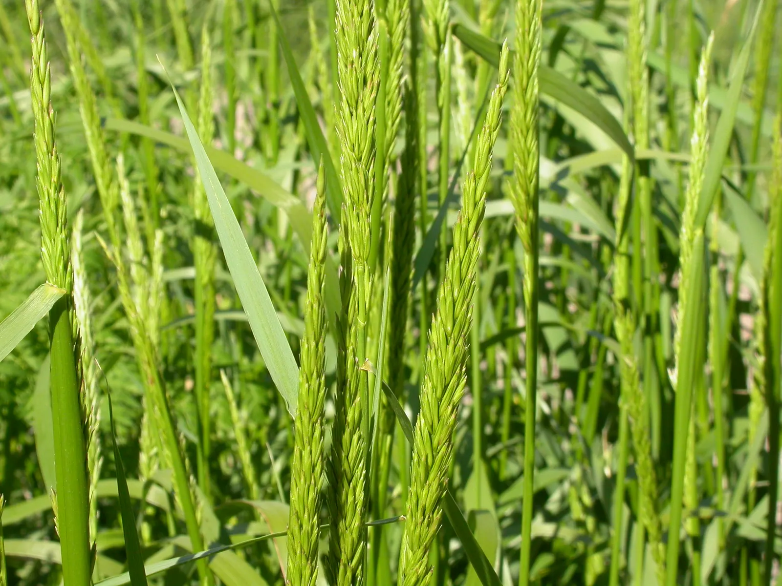 Great Basin Wild Rye (Leymus Cinereus) — Drought-resistant, it provides habitat for wildlife and erosion control, ideal for native or xeriscape gardens; often