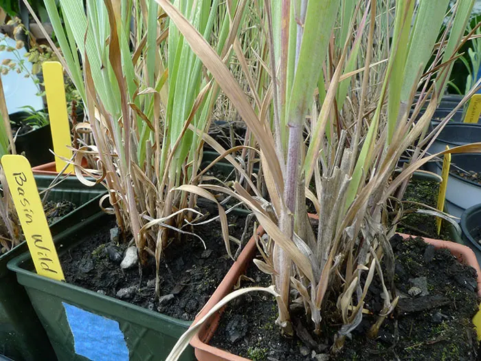 Great Basin Wild Rye (Leymus Cinereus) — This hardy species adapts to various soils, preferring full sun to light shade