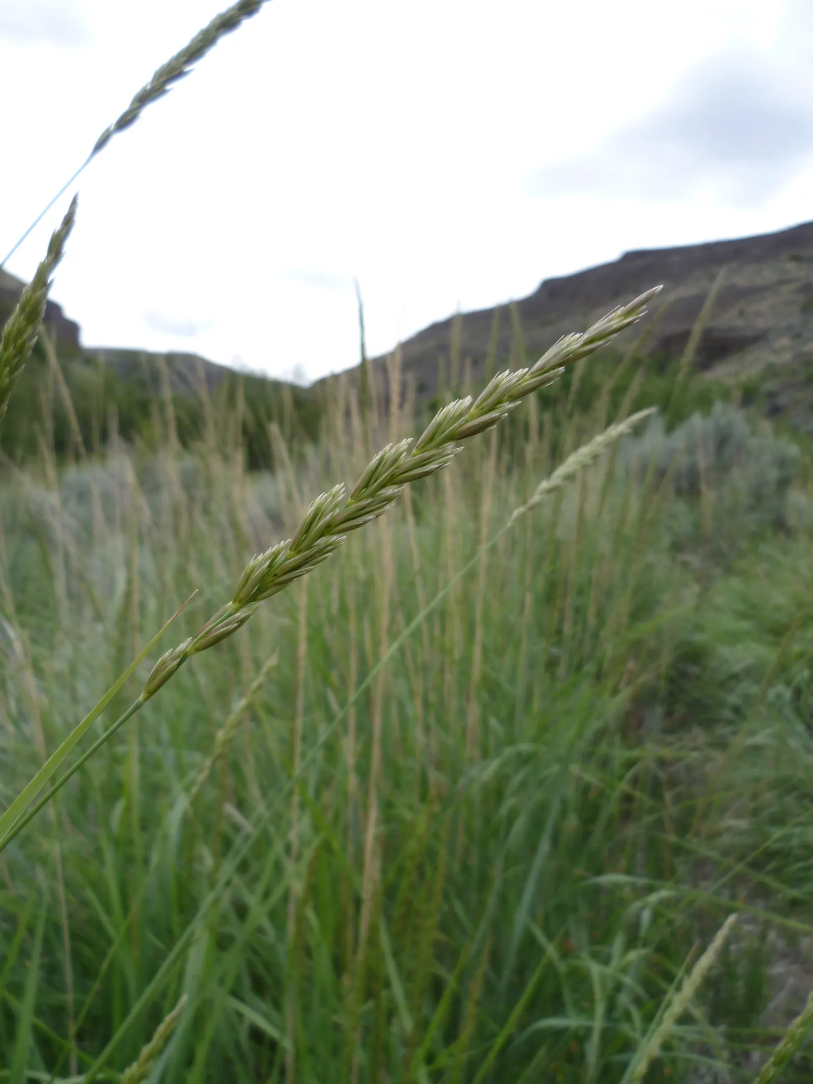 Great Basin Wild Rye (Leymus Cinereus) — stands as a robust and stately perennial grass
