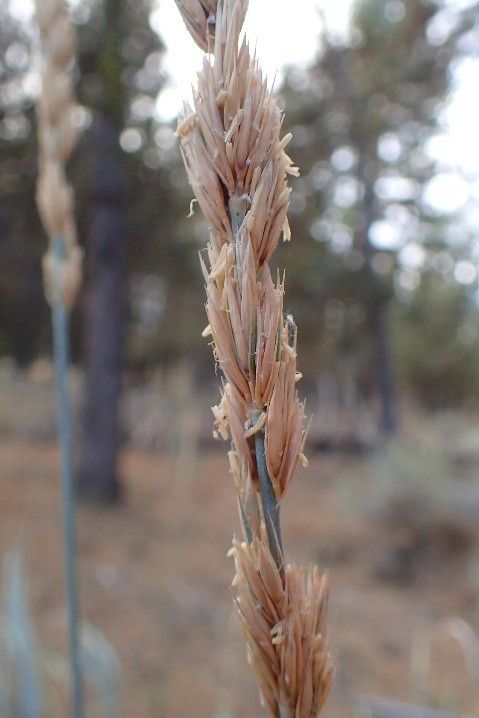 Great Basin Wild Rye (Leymus Cinereus) — stands as a robust and stately perennial grass; grass for full or half