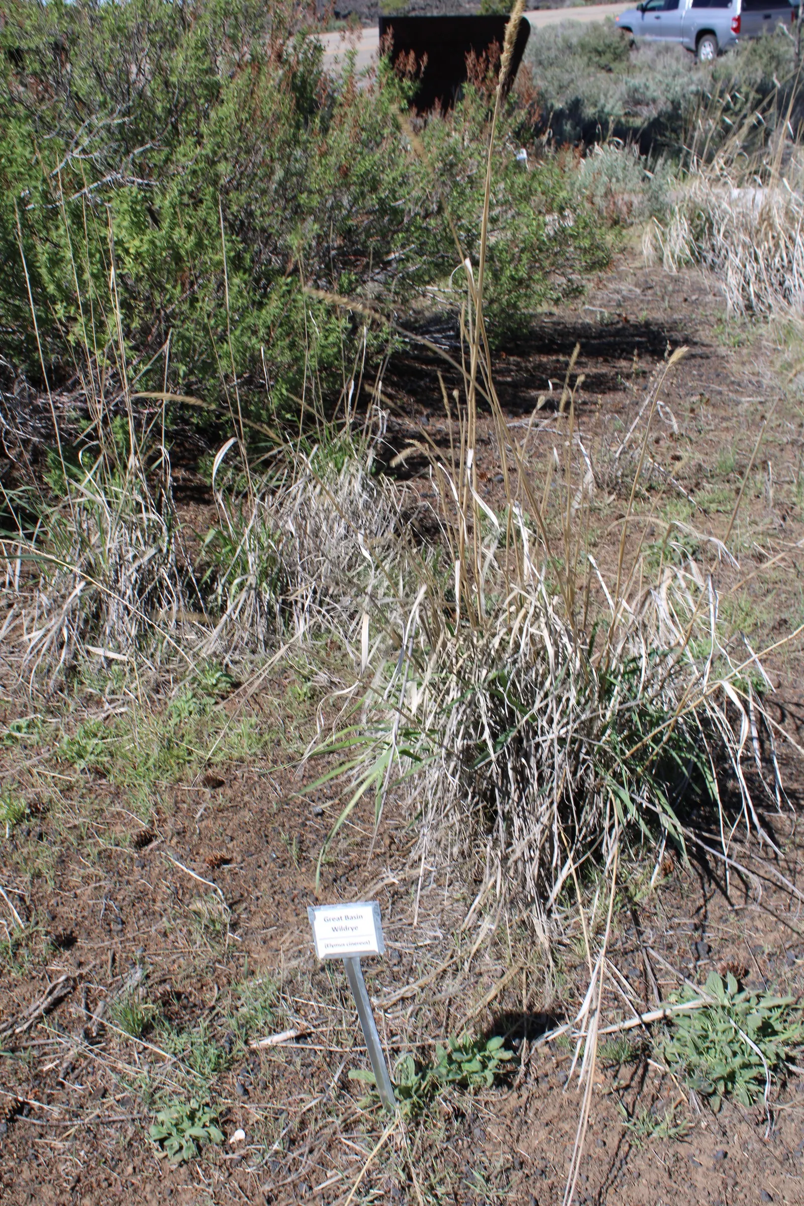 Great Basin Wild Rye (Leymus Cinereus) — blue-green foliage and feathery