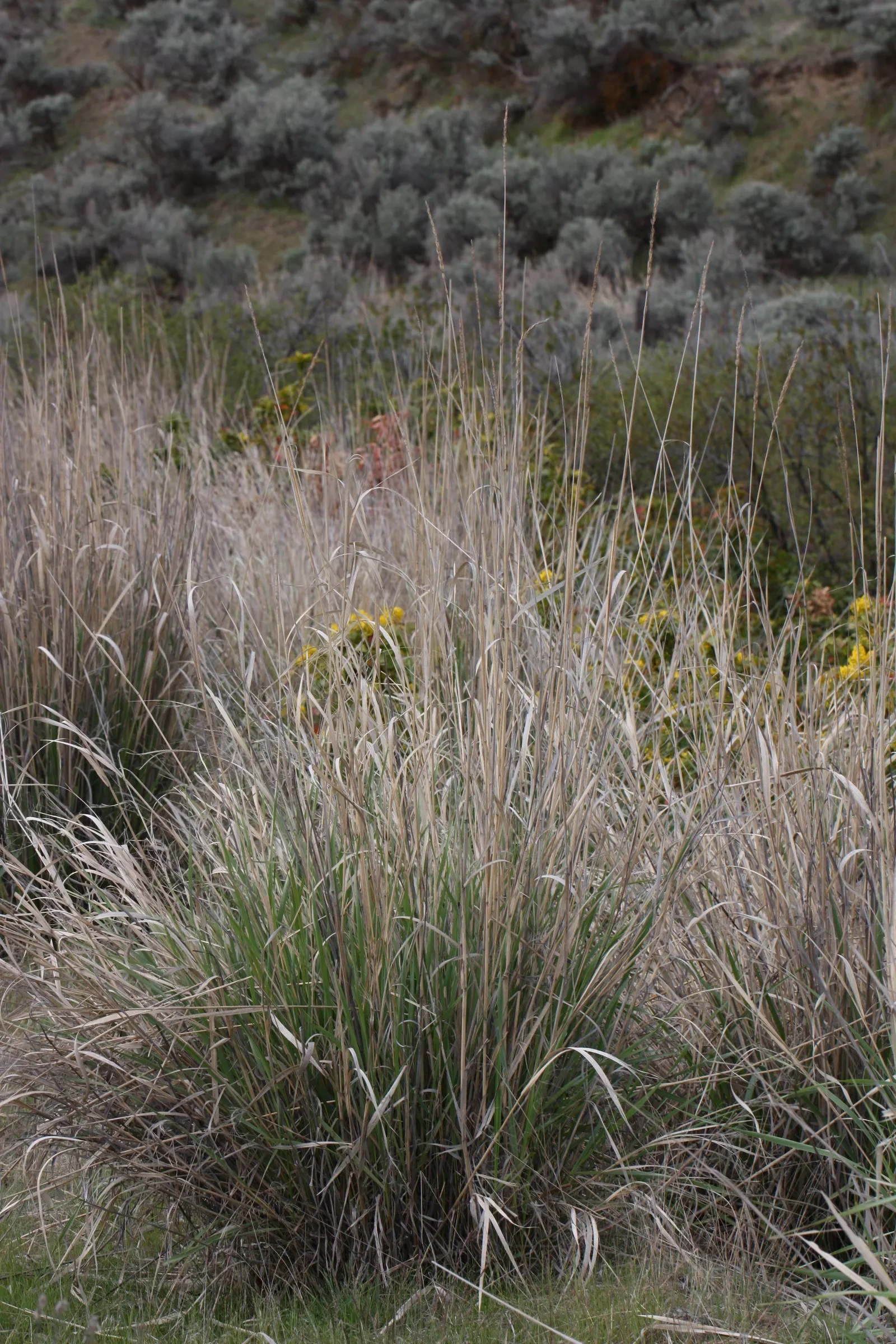 Great Basin Wild Rye (Leymus Cinereus) — significant for its adaptability and visual impact within a diverse range of landscape designs; stands as a robust and