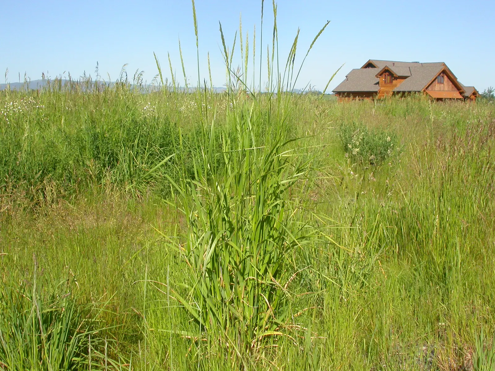 Great Basin Wild Rye (Leymus Cinereus) — scientifically named Leymus cinereus; offering an embodiment of sustainability for water-conscious