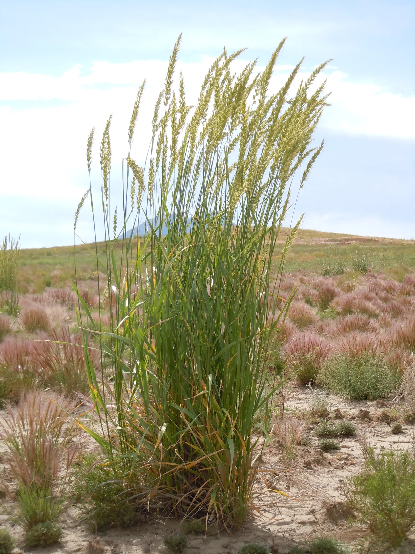 Great Basin Wild Rye (Leymus Cinereus) — Great Basin Wild Rye thrives across a spectrum of environmental conditions, image 35