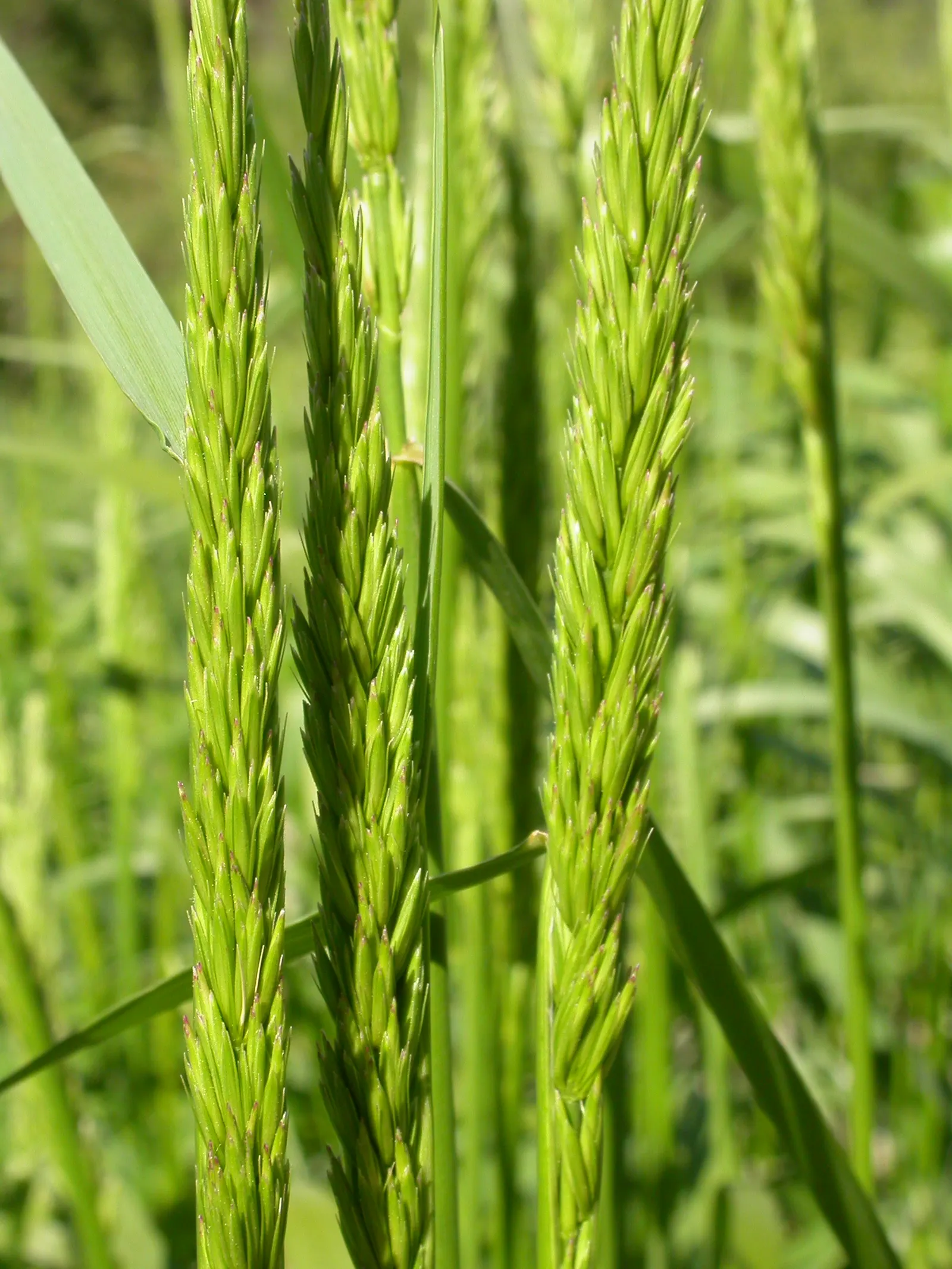 Great Basin Wild Rye (Leymus Cinereus) — this species commands attention with its upright