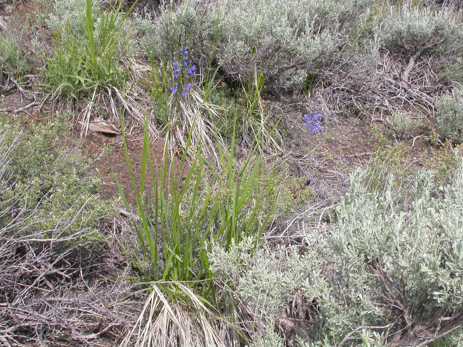 Great Basin Wild Rye (Leymus Cinereus) — scientifically named Leymus cinereus