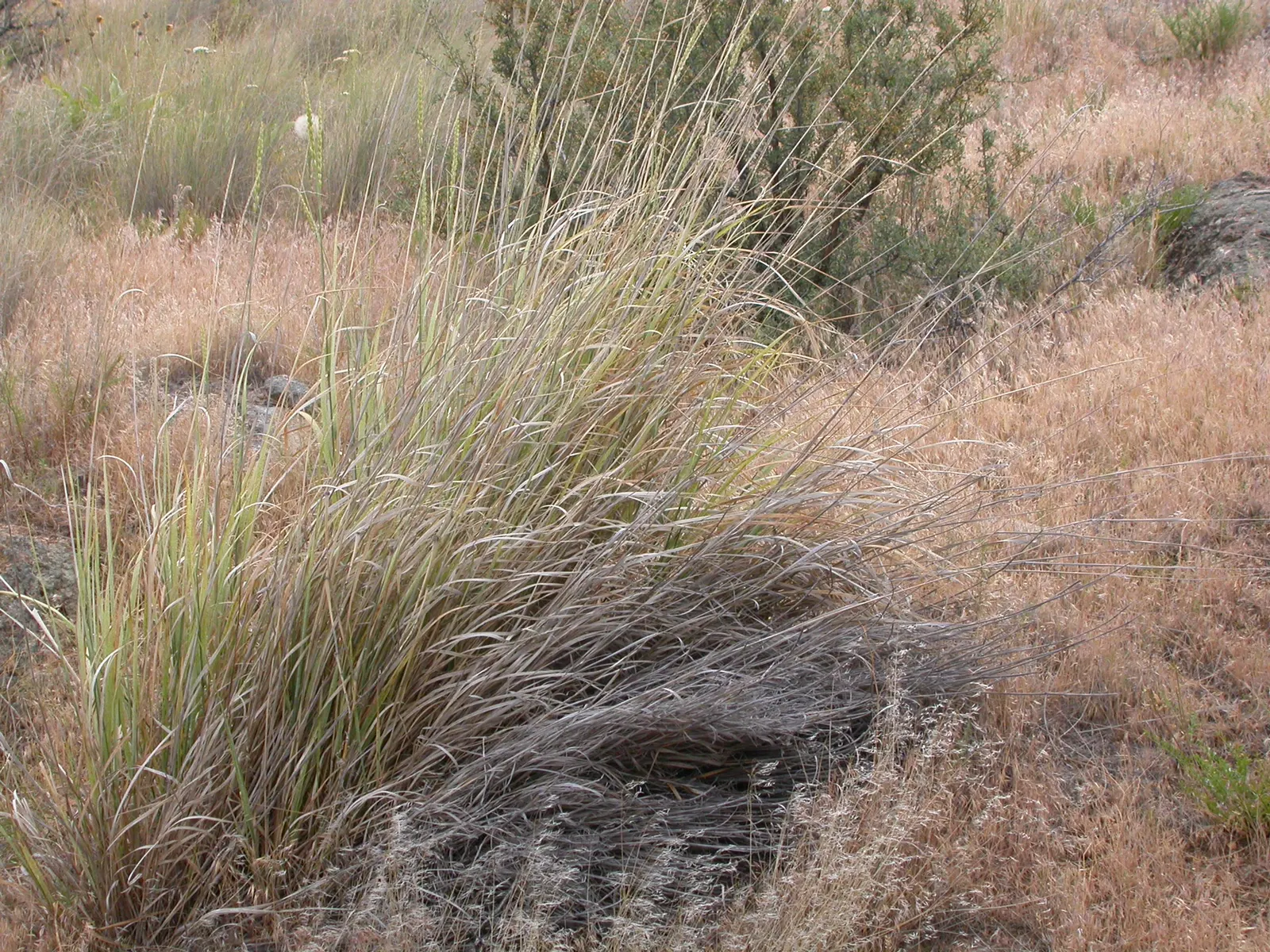 Great Basin Wild Rye (Leymus Cinereus) — grass with white blooms
