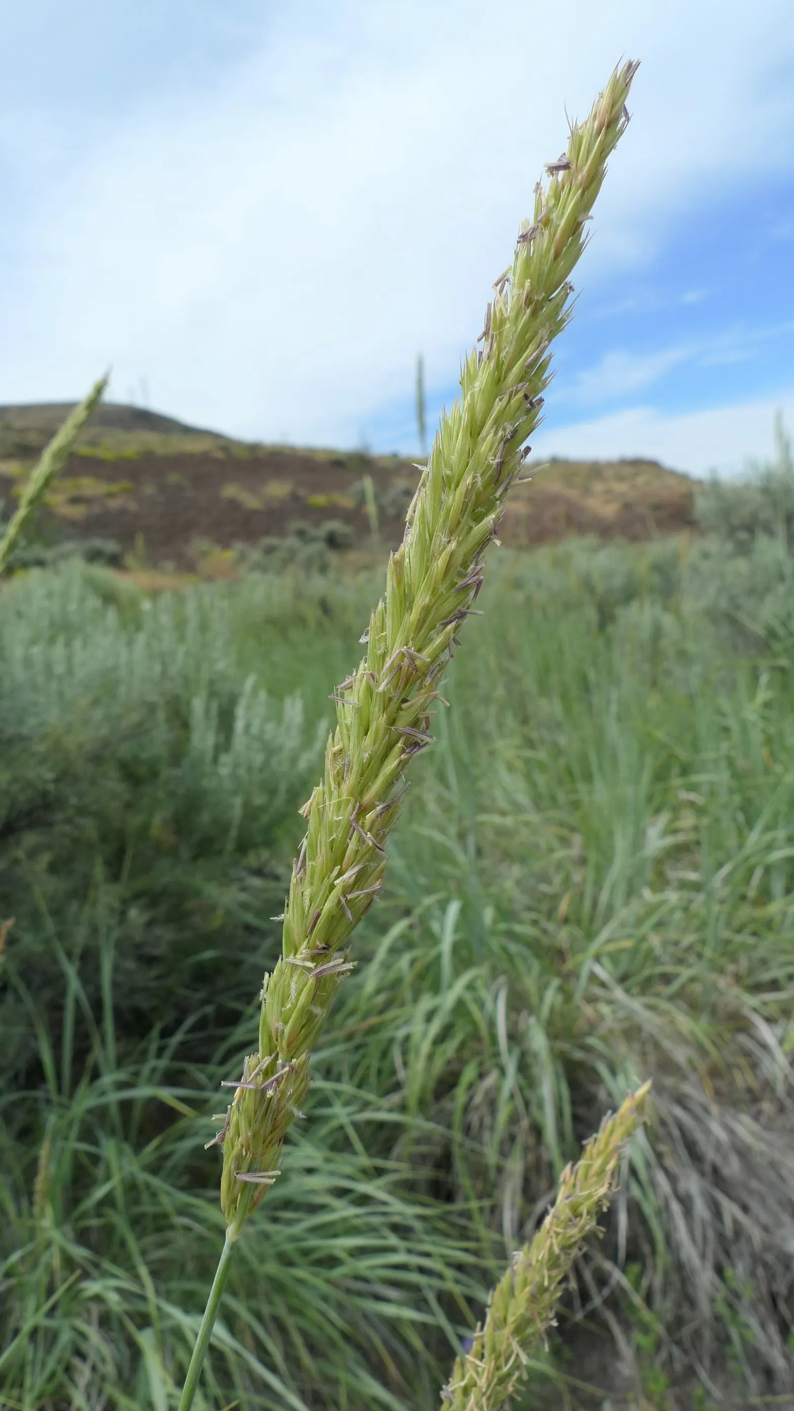 Great Basin Wild Rye (Leymus Cinereus) — Drought-resistant, it provides habitat for wildlife and erosion control, ideal for native or xeriscape gardens