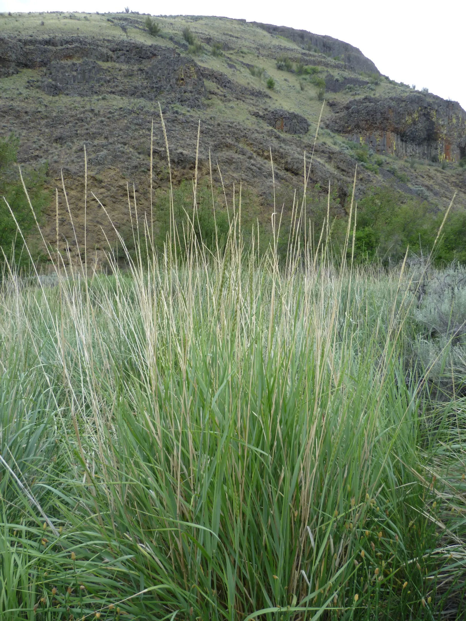 Great Basin Wild Rye (Leymus Cinereus) — this species commands attention with its upright; white flowers in the garden