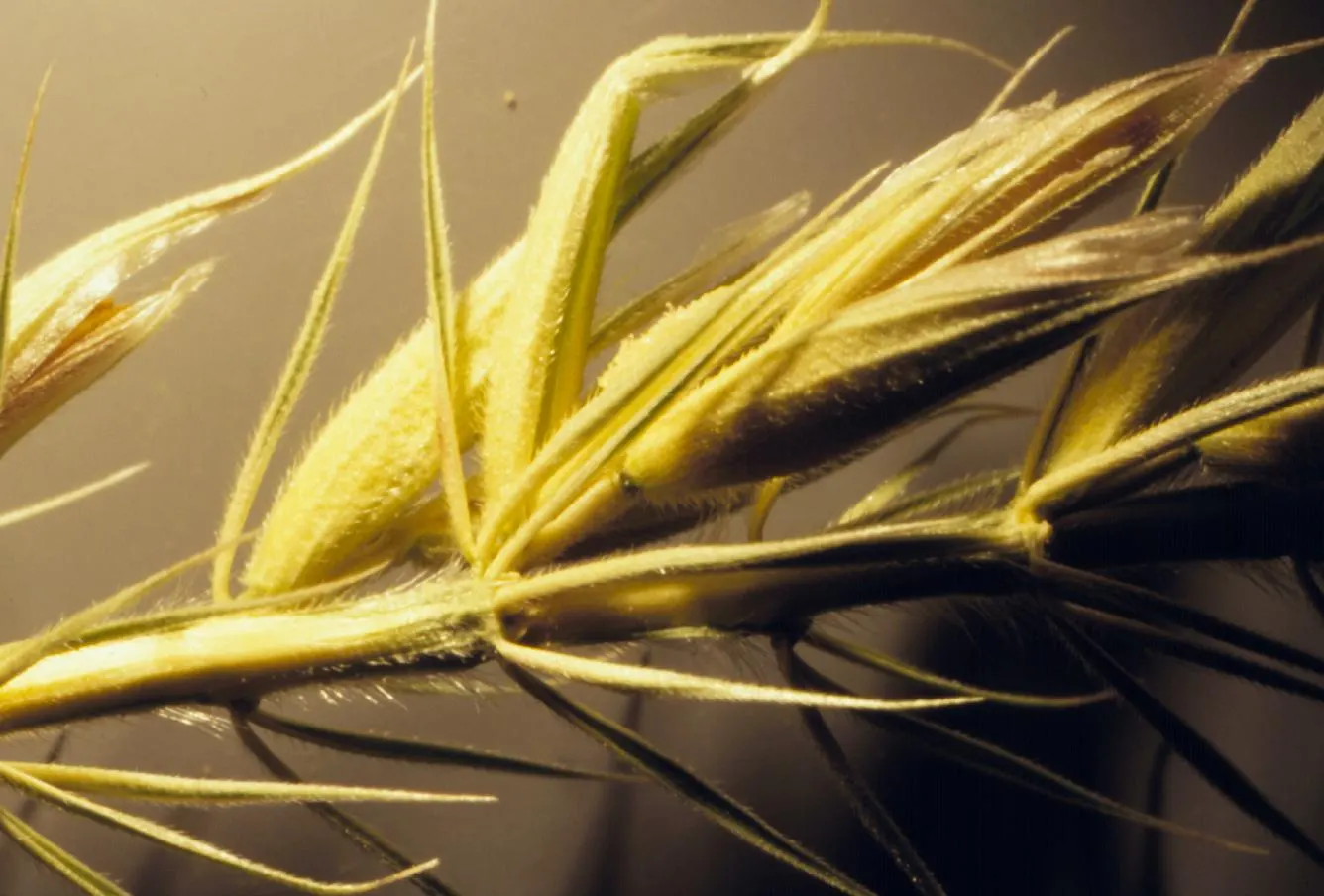 Great Basin Wild Rye (Leymus Cinereus) — grass for full or half
