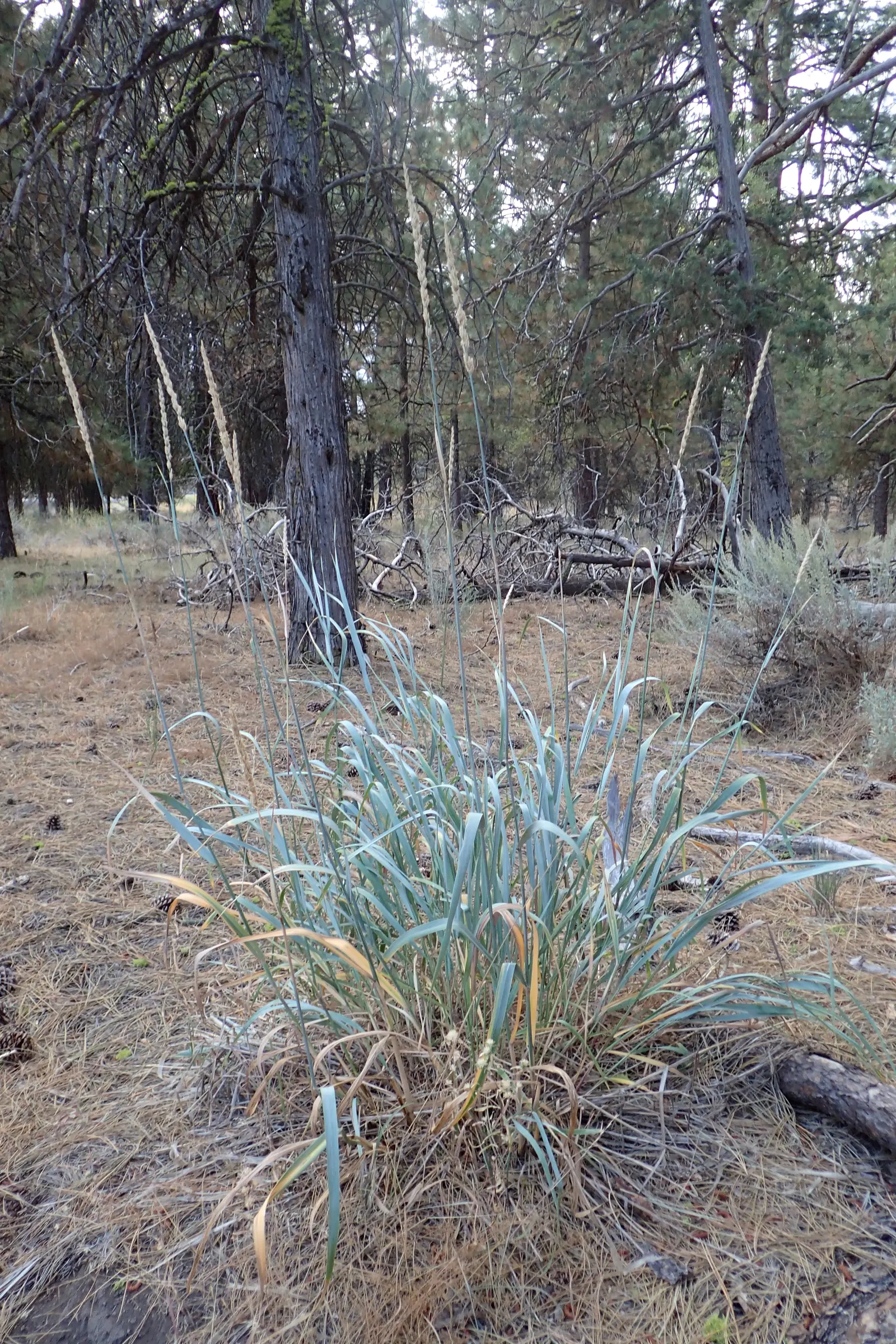 Great Basin Wild Rye (Leymus Cinereus) — Its tall flower spikes add texture to landscapes in late summer