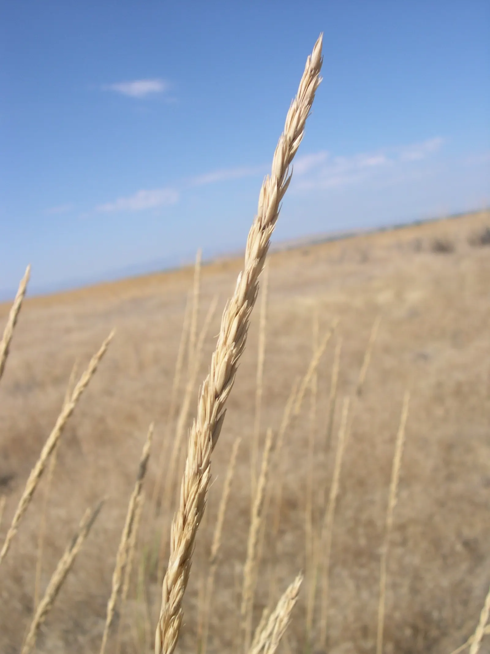 Great Basin Wild Rye (Leymus Cinereus) — This hardy species adapts to various soils, preferring full sun to light shade; great Basin Wild Rye provides habitat