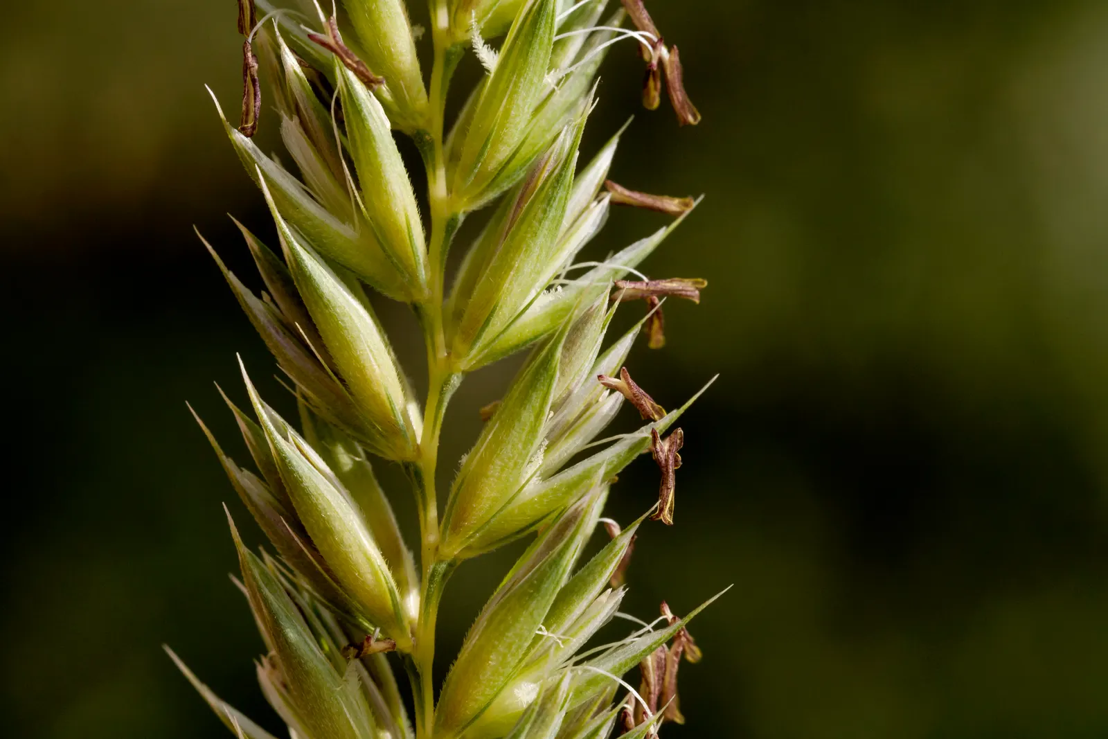 Great Basin Wild Rye (Leymus Cinereus) — Leymus cinereus, or Great Basin Wild Rye, is a robust perennial grass thriving in USDA zones 4-9
