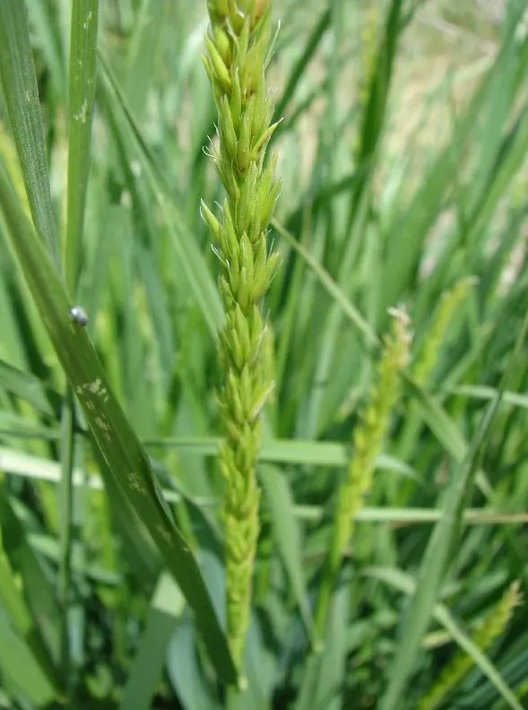 Great Basin Wild Rye (Leymus Cinereus) — Often reaching heights between 4 to 6 feet with a spread of 3 to 5 feet