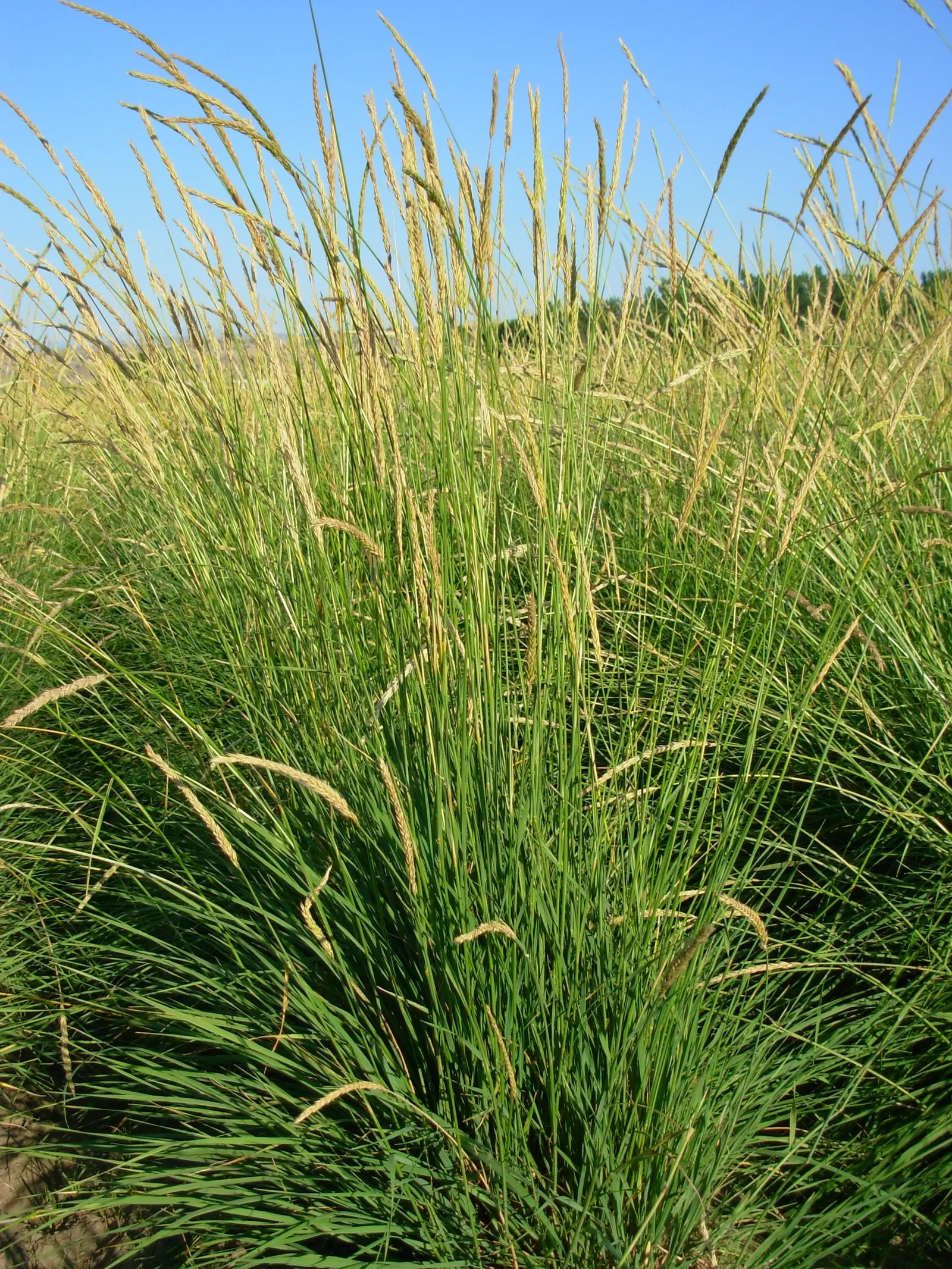 Great Basin Wild Rye (Leymus Cinereus) — This versatile grass demands minimal maintenance
