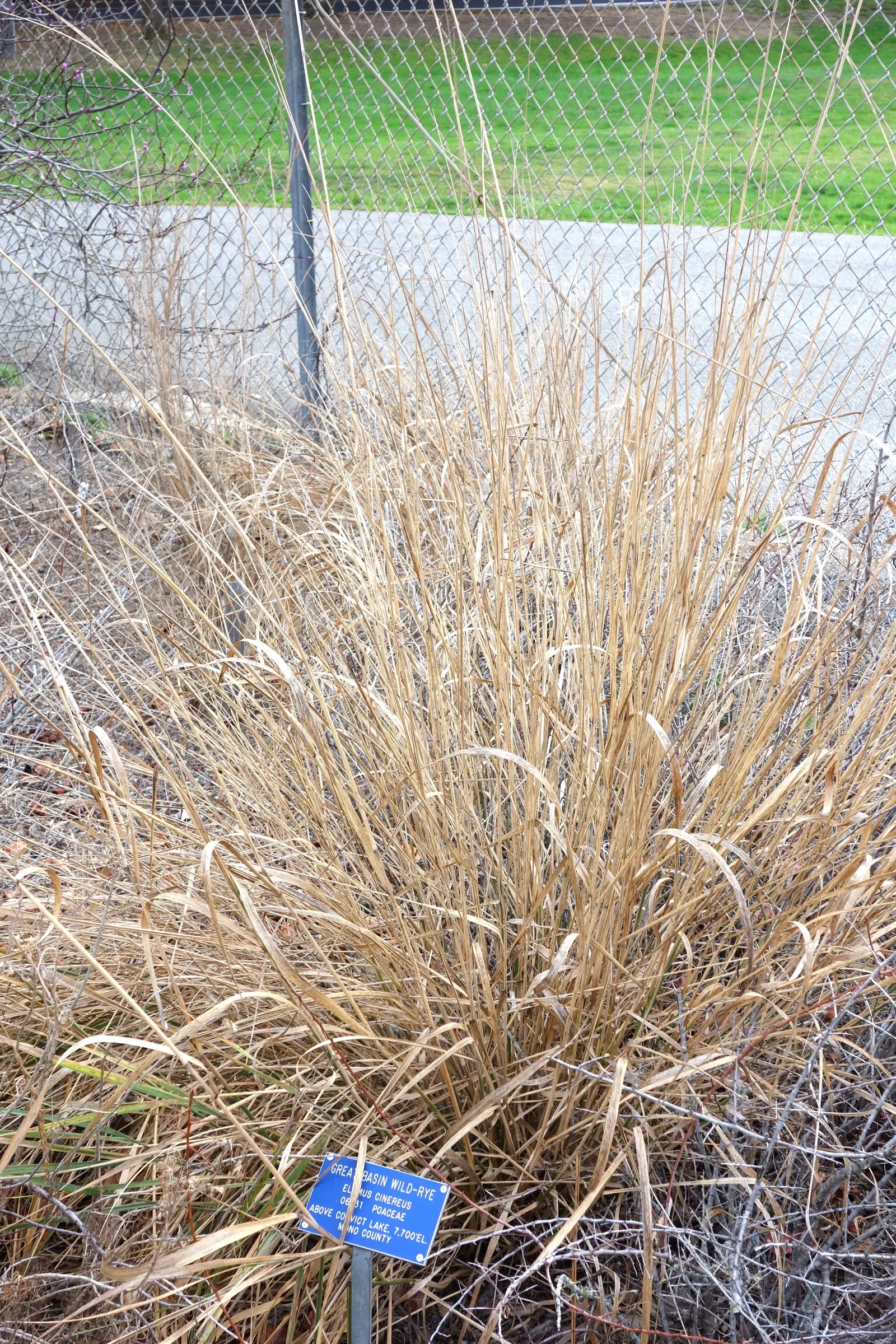 Great Basin Wild Rye (Leymus Cinereus) — showcasing an exceptional tolerance for both drought and cold
