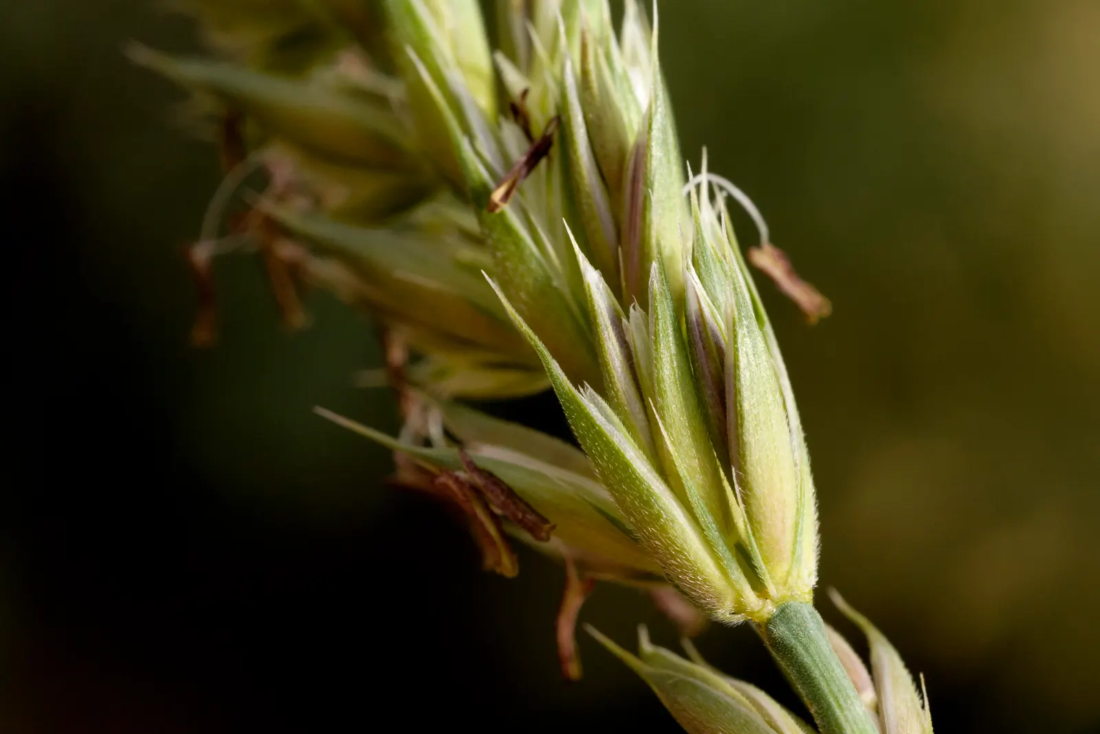 Great Basin Wild Rye (Leymus Cinereus) — which can extend up to 6 feet into the soil