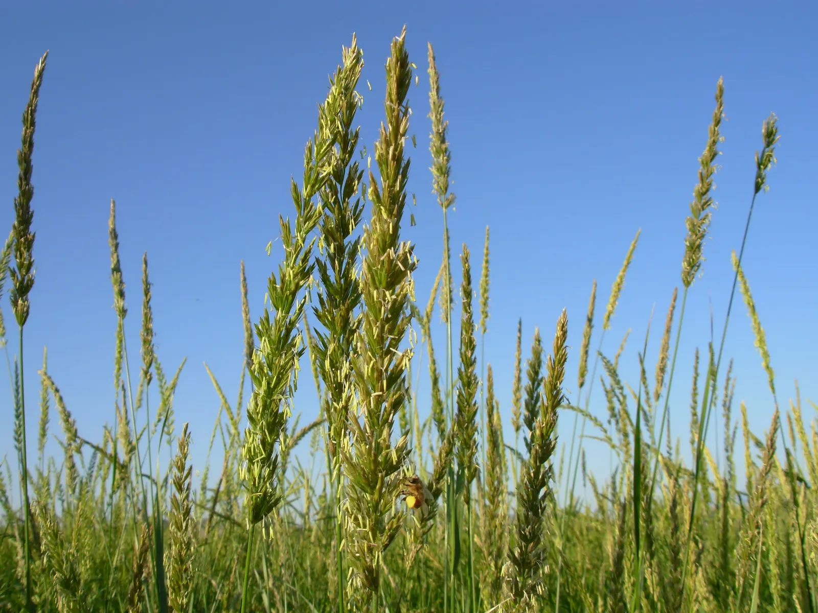 Great Basin Wild Rye (Leymus Cinereus) — and lasting structure to your landscape design