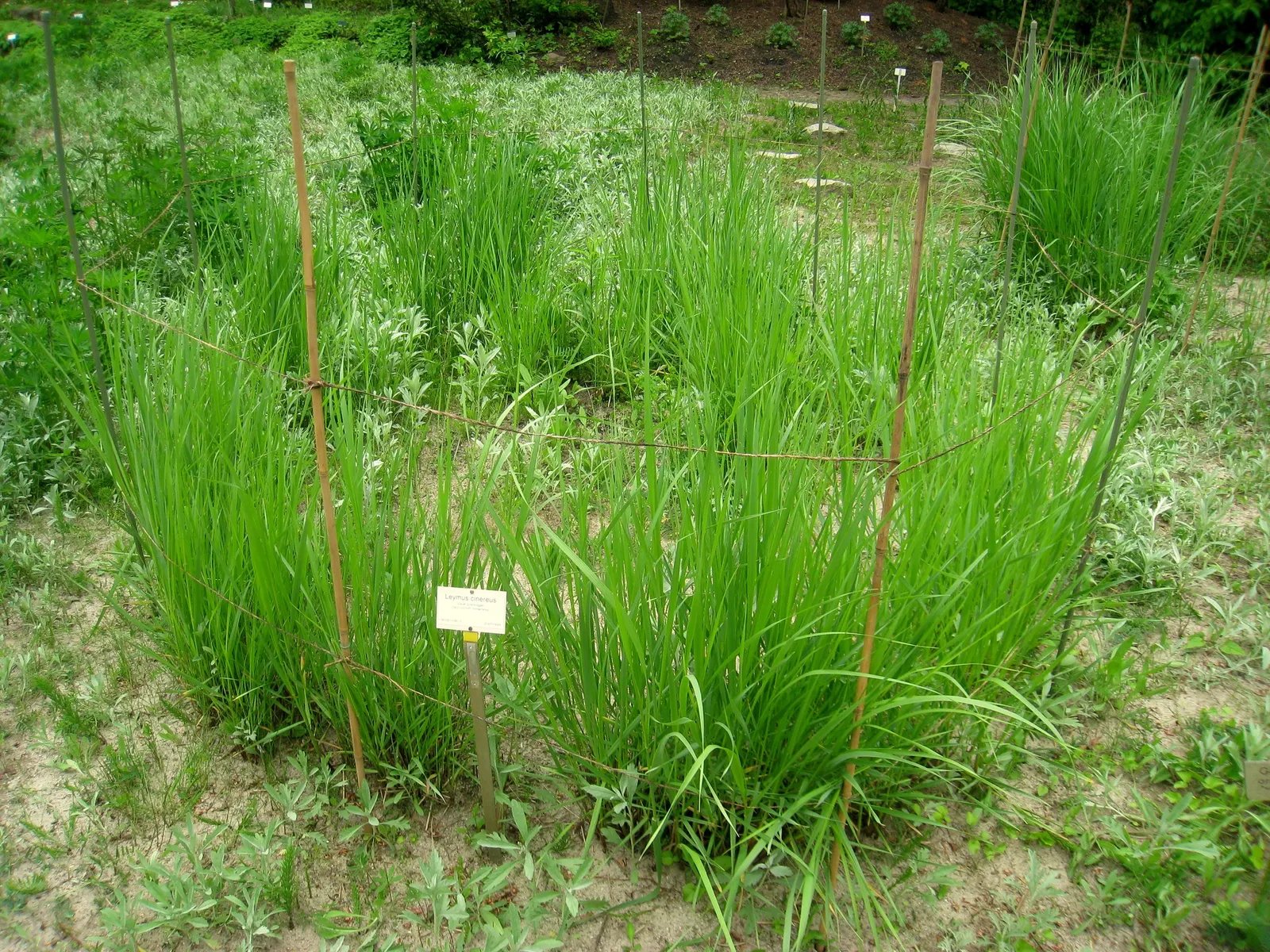 Great Basin Wild Rye (Leymus Cinereus) — allows it to withstand extended dry spells