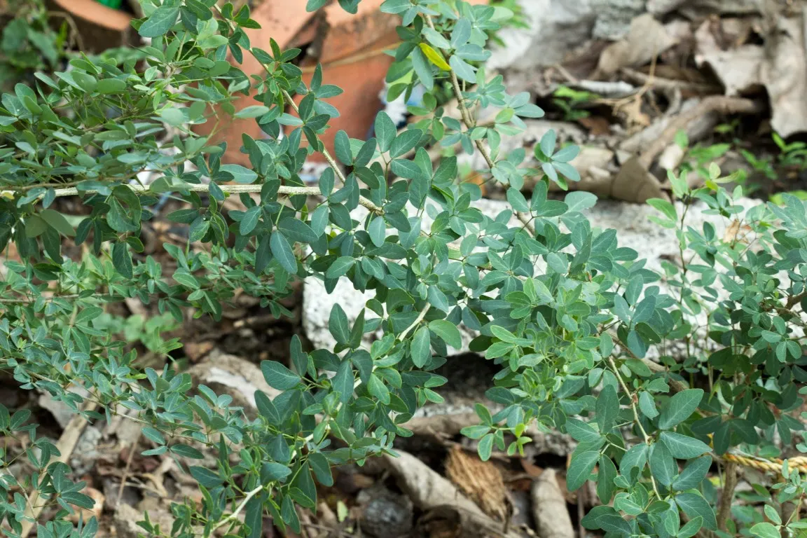 Madras Thorn, Manilla Tamarind (Pithecellobium Dulce) — commonly referred to as Madras thorn or Manila tamarind