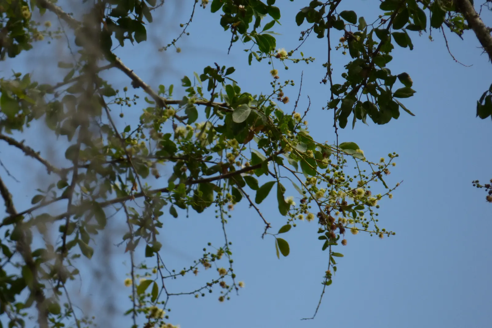 Madras Thorn, Manilla Tamarind (Pithecellobium Dulce) — tamarind-like pulp that is not only a delight for wildlife but also consumable for humans