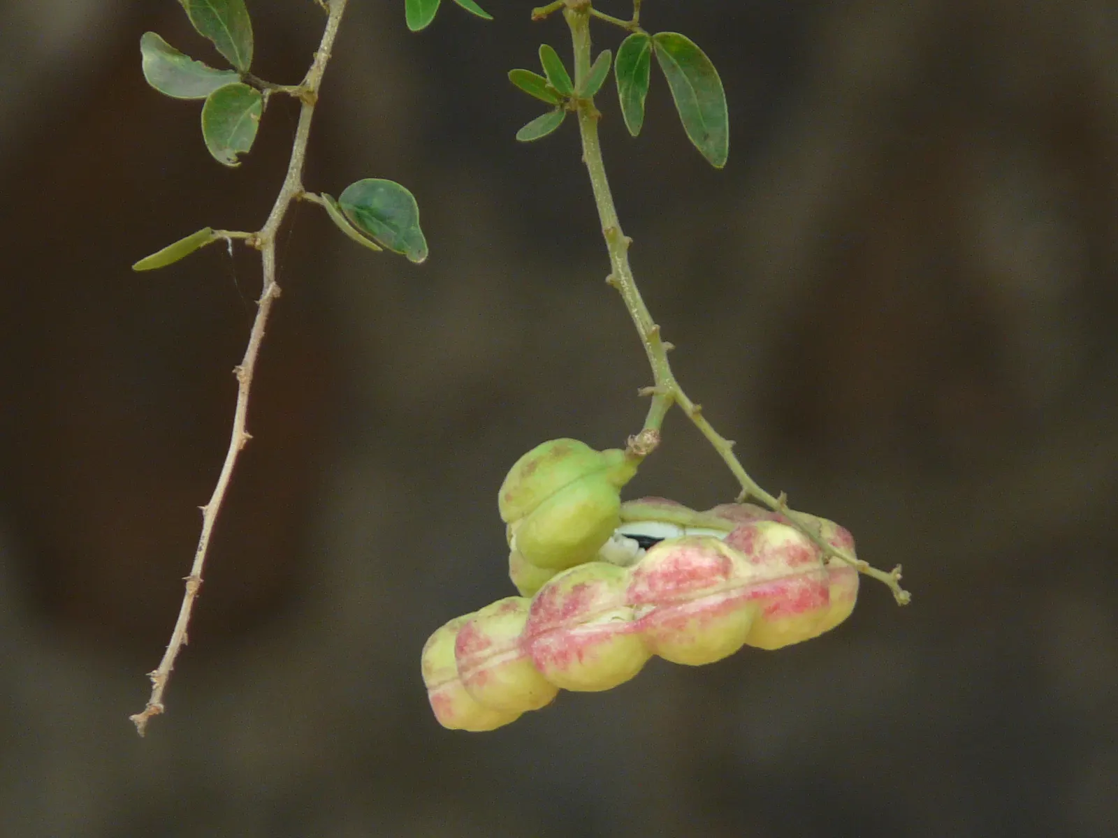 Madras Thorn, Manilla Tamarind (Pithecellobium Dulce) — tree for full
