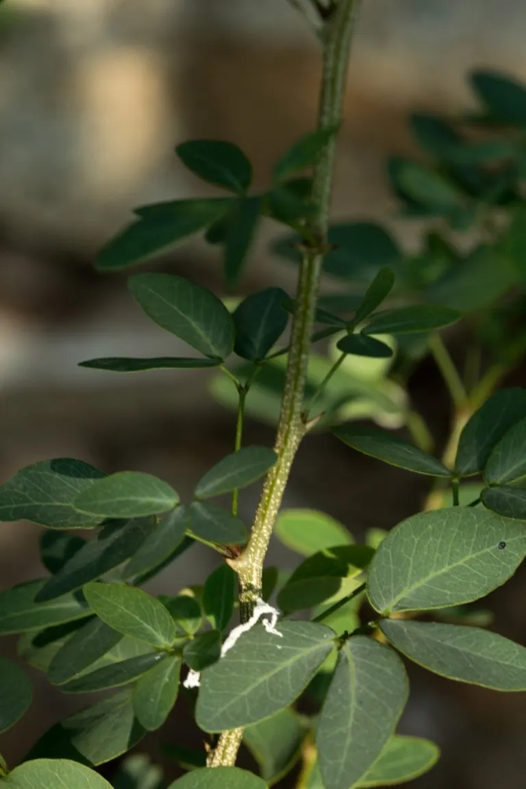 Madras Thorn, Manilla Tamarind (Pithecellobium Dulce) — the tree bears curved pods that mature to a deep red or brown; green and white flowers in, image 68