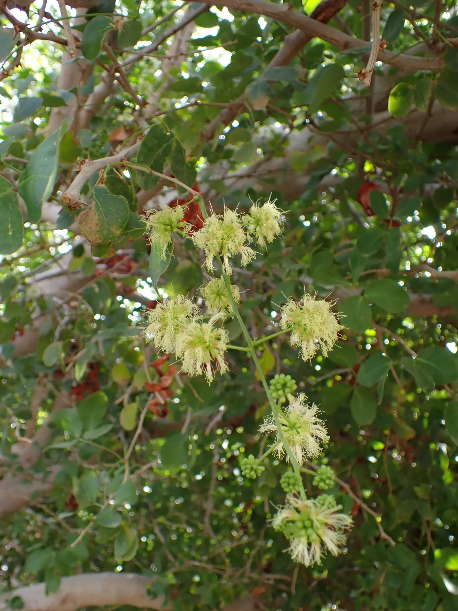 Madras Thorn, Manilla Tamarind (Pithecellobium Dulce) — are about 6 to 8 inches long and create a lush; commonly referred to as Madras thorn or, image 62