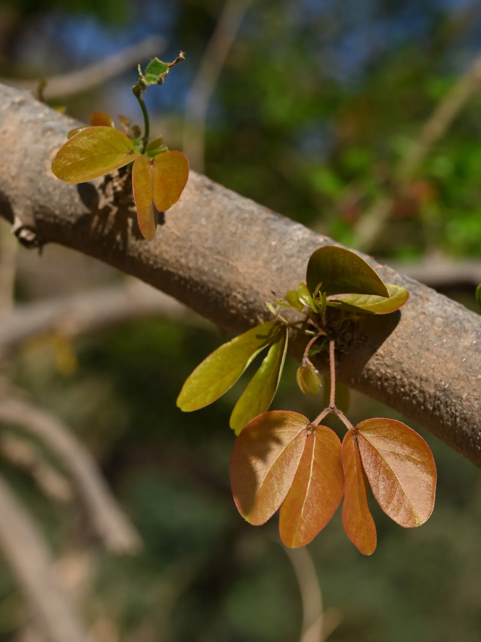 Madras Thorn, Manilla Tamarind (Pithecellobium Dulce) — which provides generous shade and visual structure to any landscape.<br><br>The bipinnate leaves