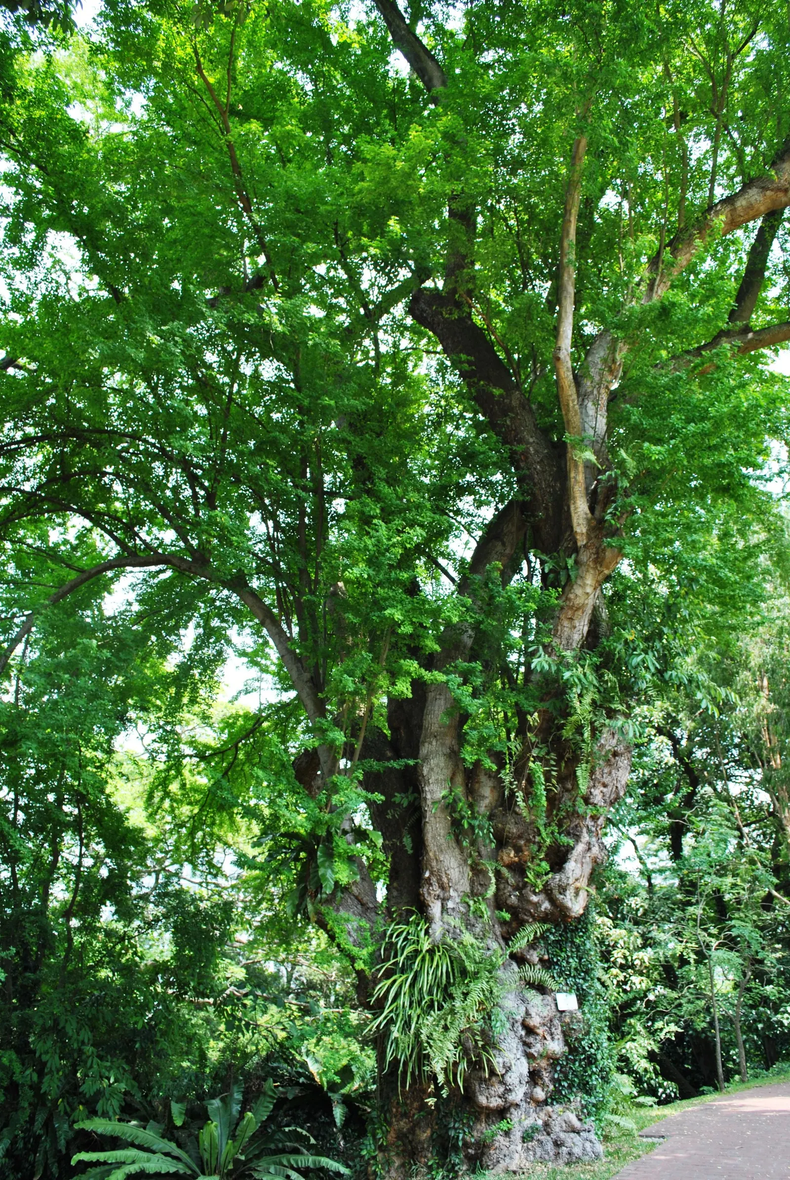 Madras Thorn, Manilla Tamarind (Pithecellobium Dulce) — It boasts feathery, bipinnate leaves, and after rainfall, it produces showy pink and white, image 78