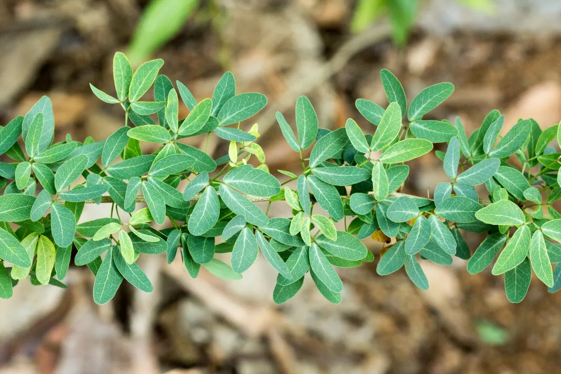 Madras Thorn, Manilla Tamarind (Pithecellobium Dulce) — It boasts feathery, bipinnate leaves, and after rainfall, it produces showy pink and white, image 53