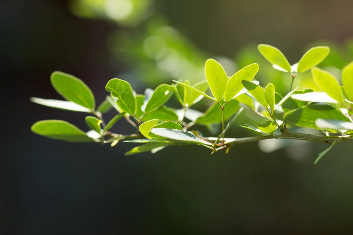 Madras Thorn, Manilla Tamarind (Pithecellobium Dulce) — During the spring and sporadically throughout the year, image 63